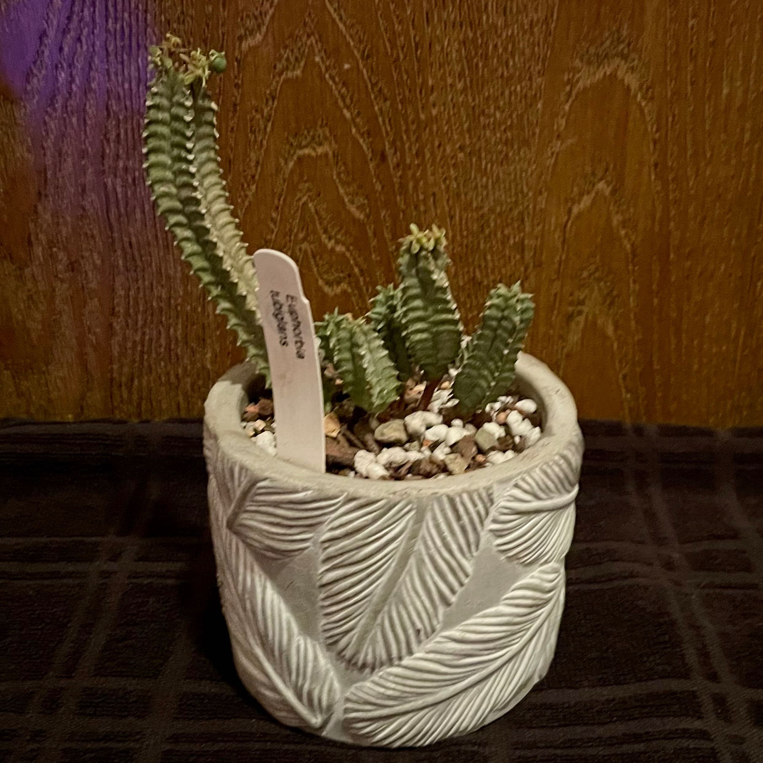 Photo of the plant species Euphorbia tubiglans by @riverzend named gibut on Greg, the plant care app