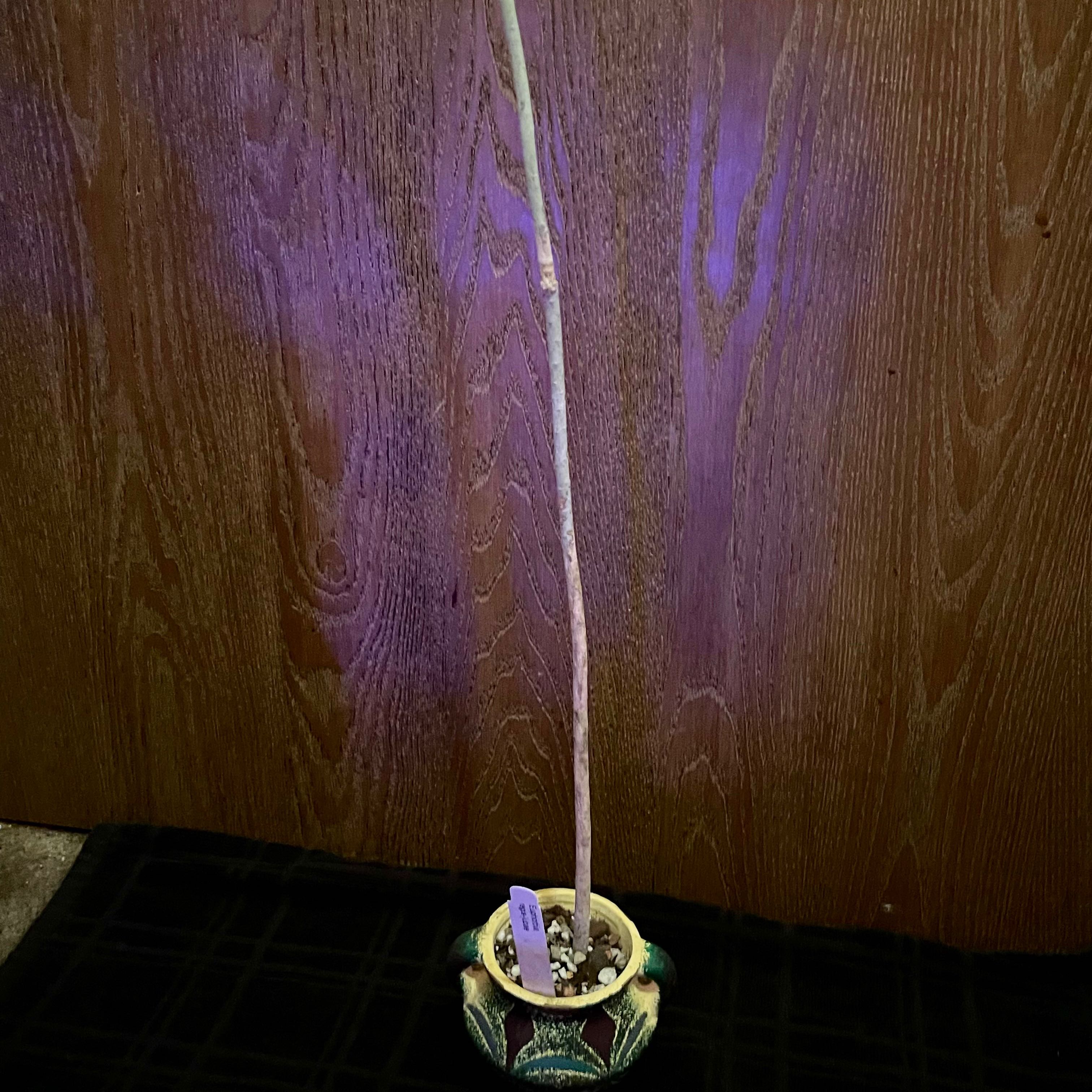 Photo of the plant species King Juba's Euphorbia by @riverzend named konungur on Greg, the plant care app