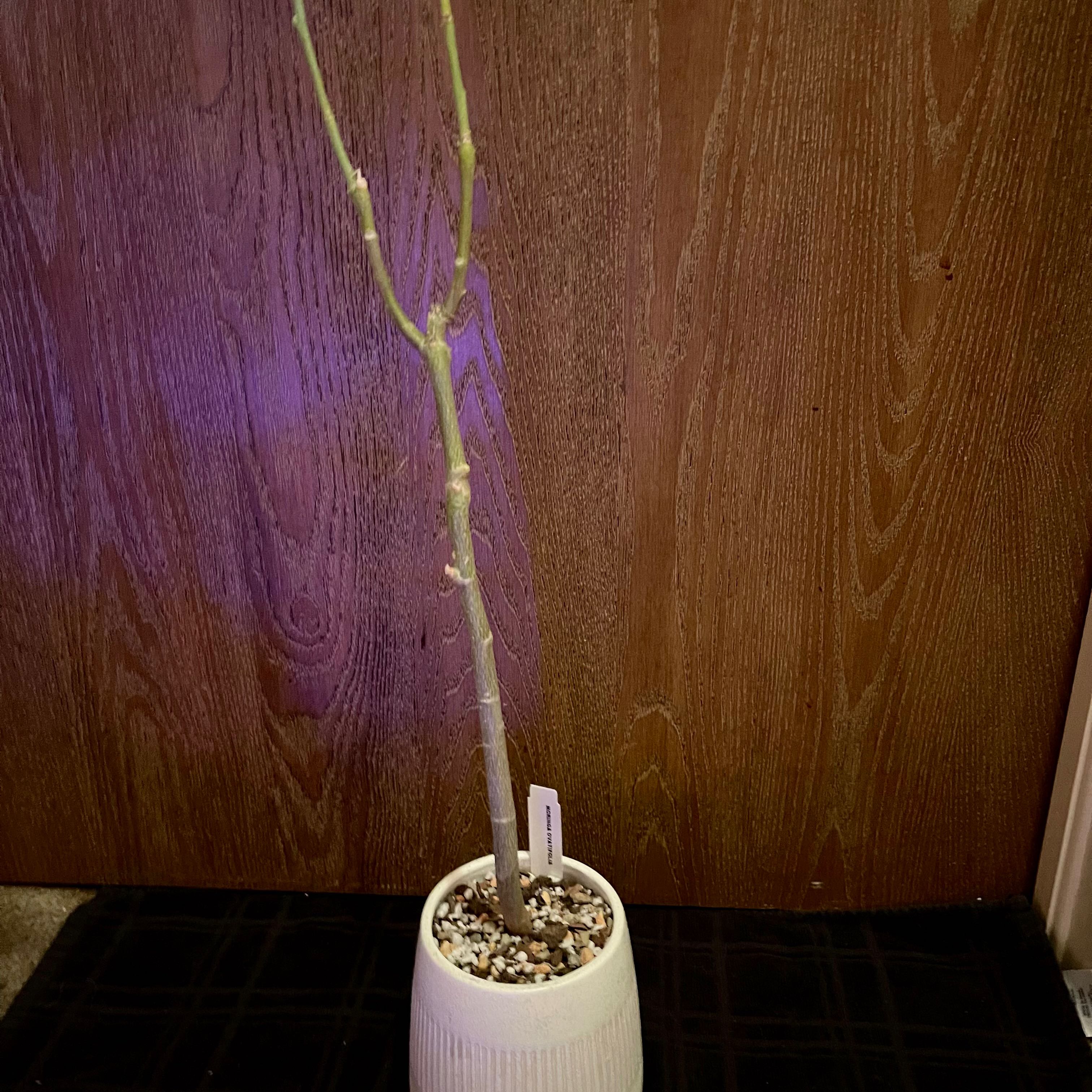 Plant care for Benzoil Tree on Greg, the plant care app