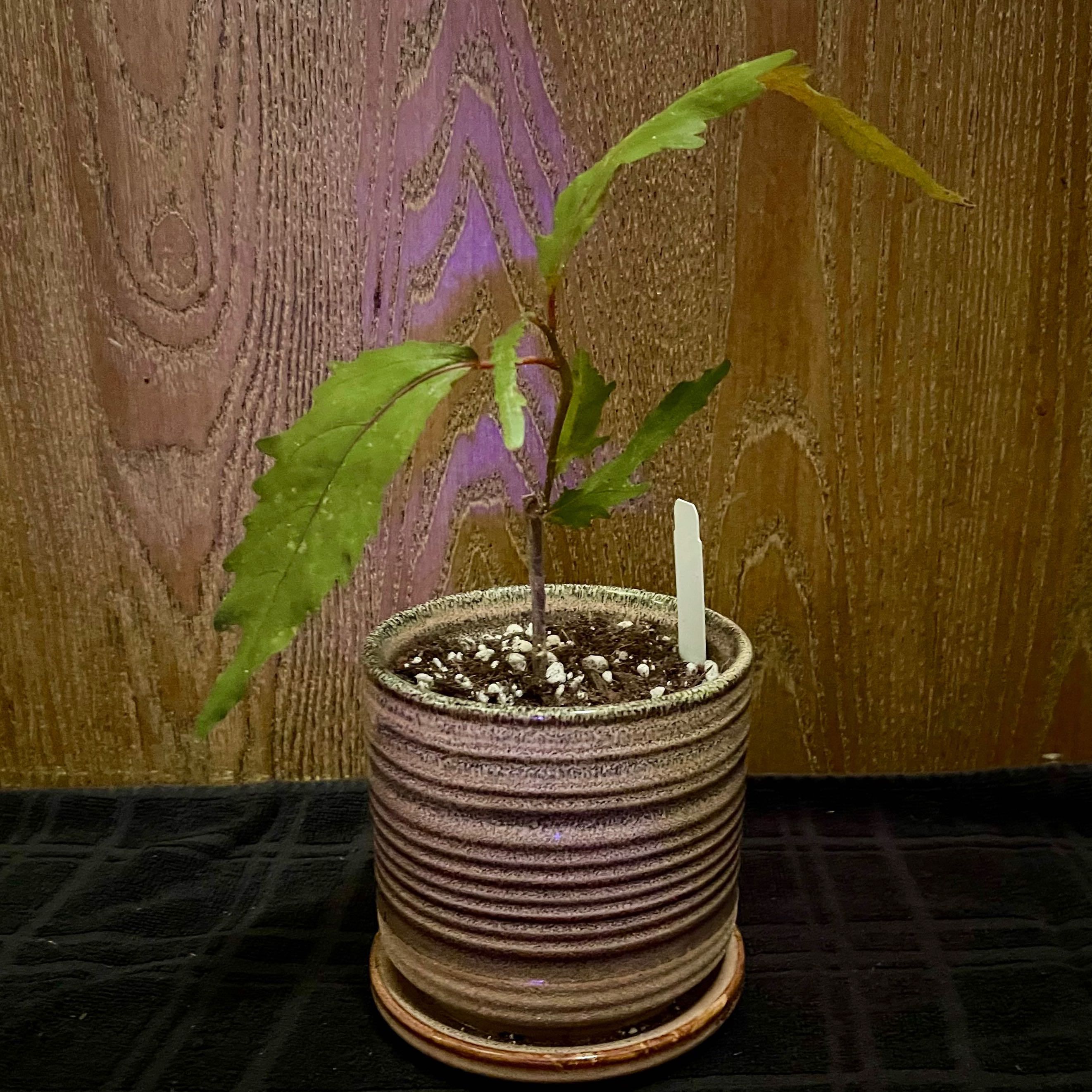 Photo of the plant species Razzle Dazzle plant by @riverzend named wilkes on Greg, the plant care app