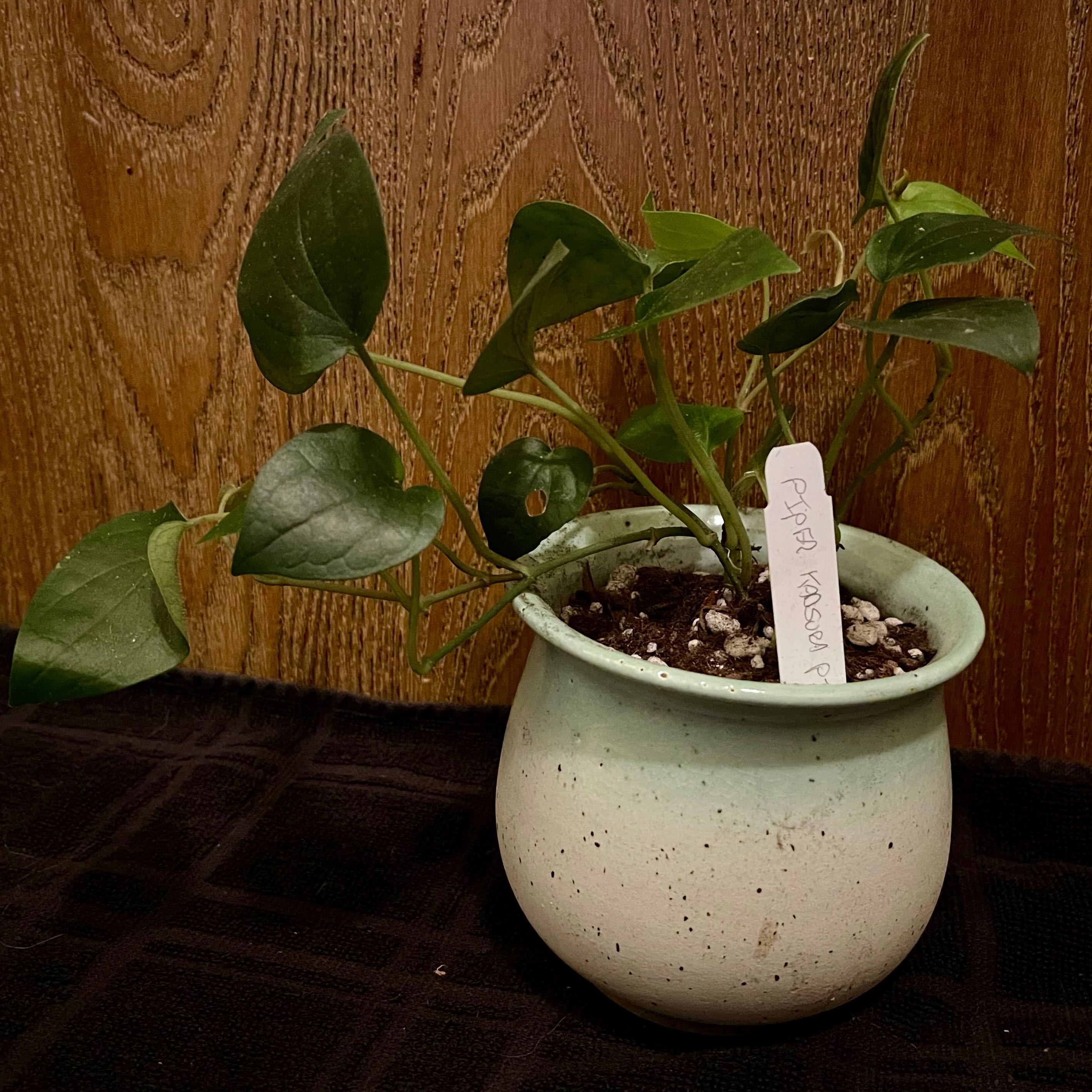 Photo of the plant species Japanese Pepper by @riverzend named hamlin on Greg, the plant care app