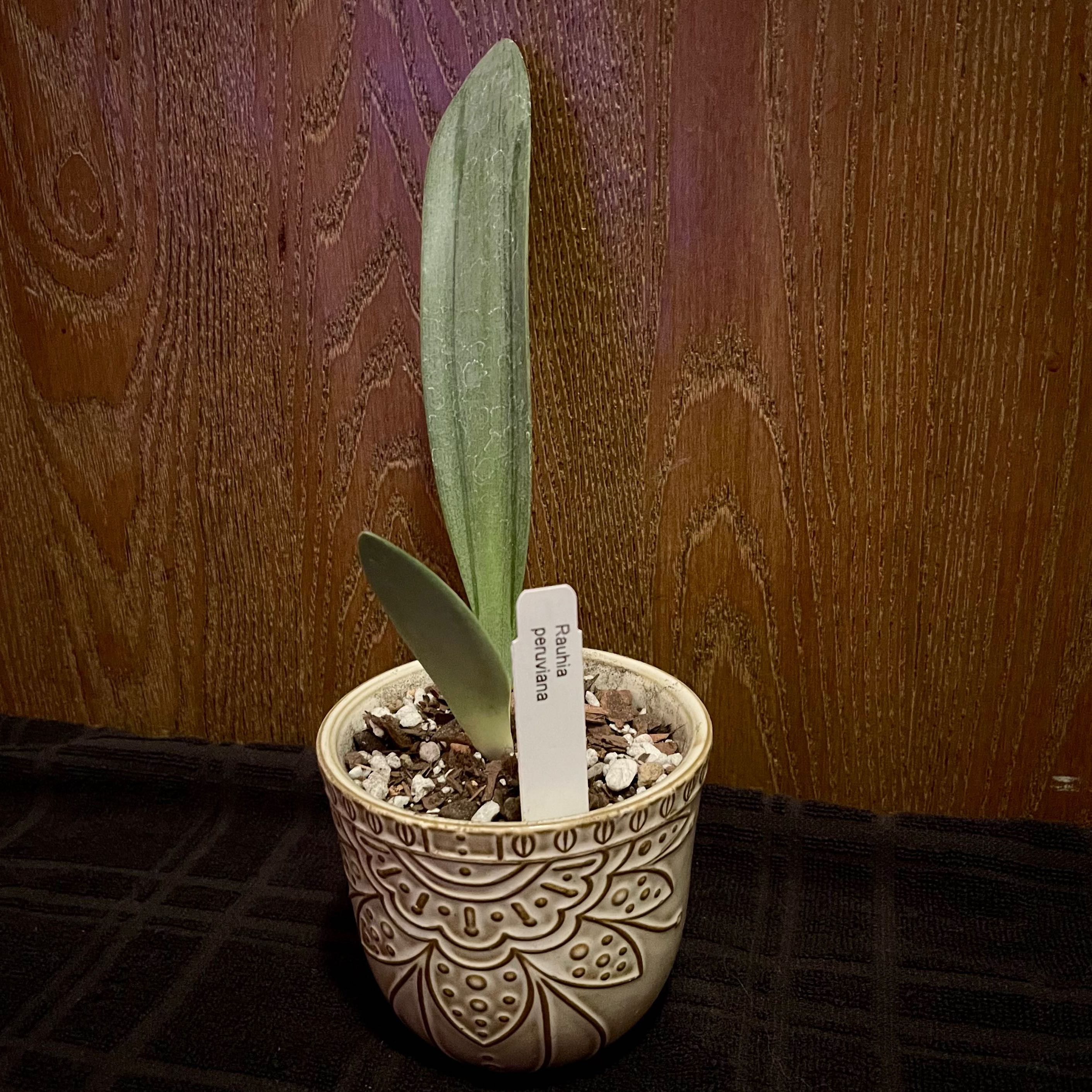 Plant care for Rauhia decora on Greg, the plant care app