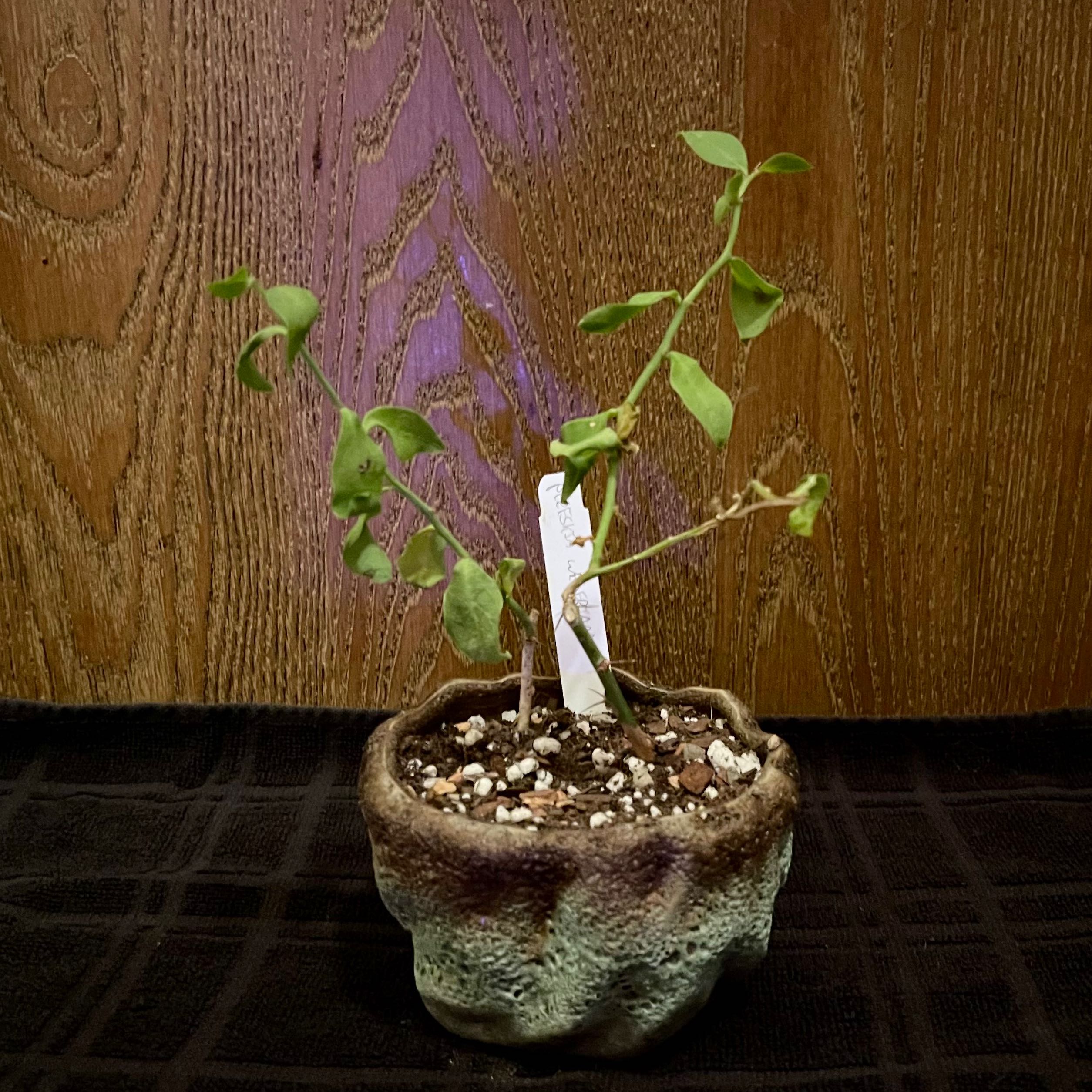 Photo of the plant species Cervetano by @riverzend named perkele on Greg, the plant care app