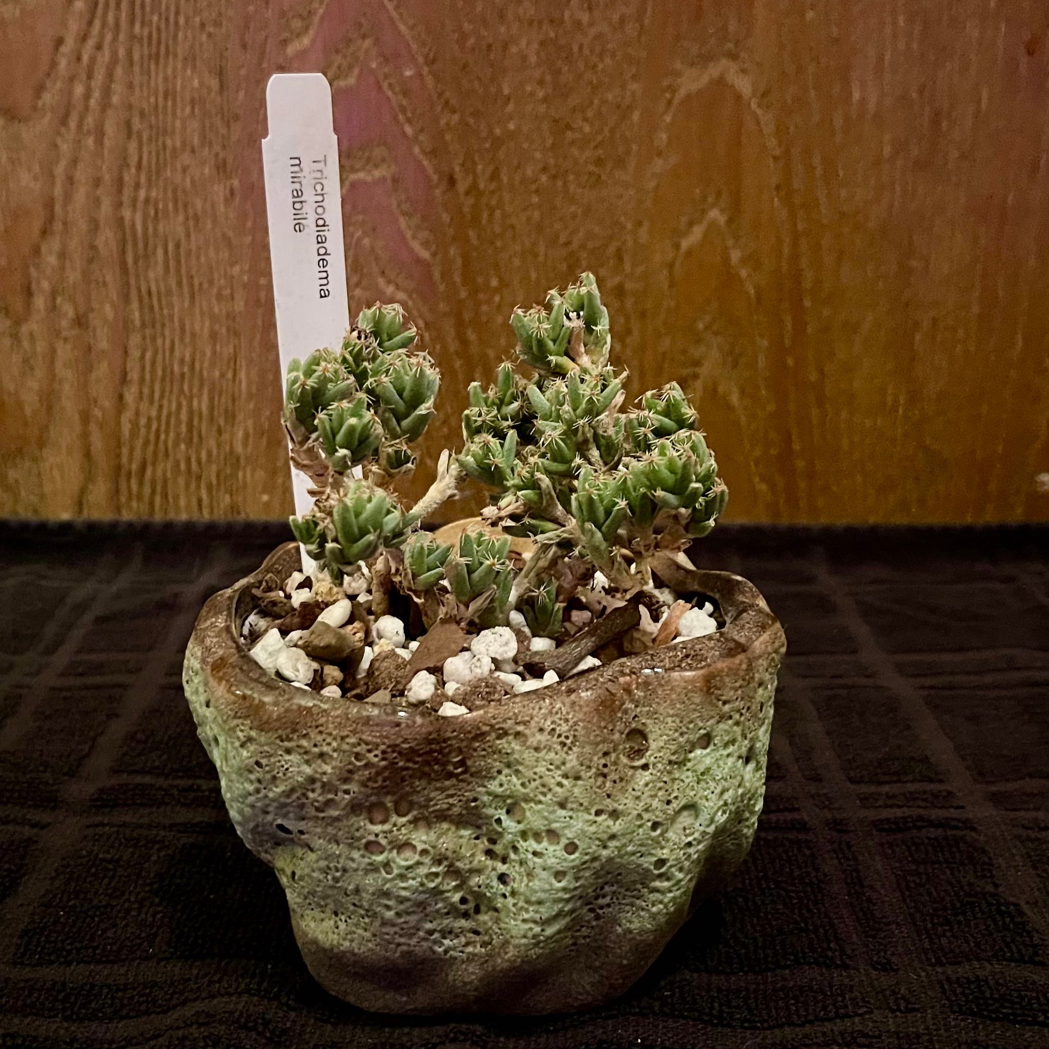 Photo of the plant species White Vygie by @riverzend named gee on Greg, the plant care app