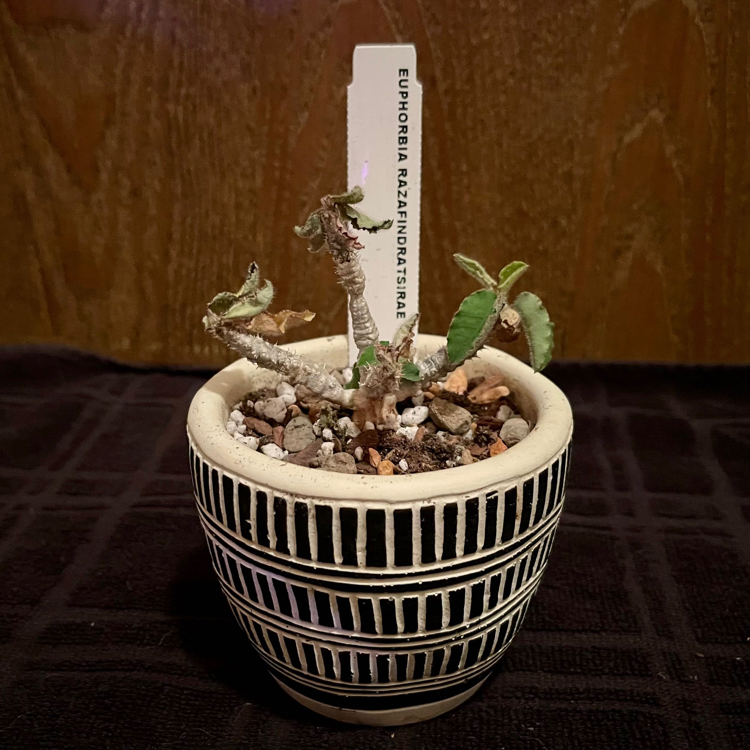 Photo of the plant species Euphorbia razafindratsirae by @riverzend named zaftig on Greg, the plant care app