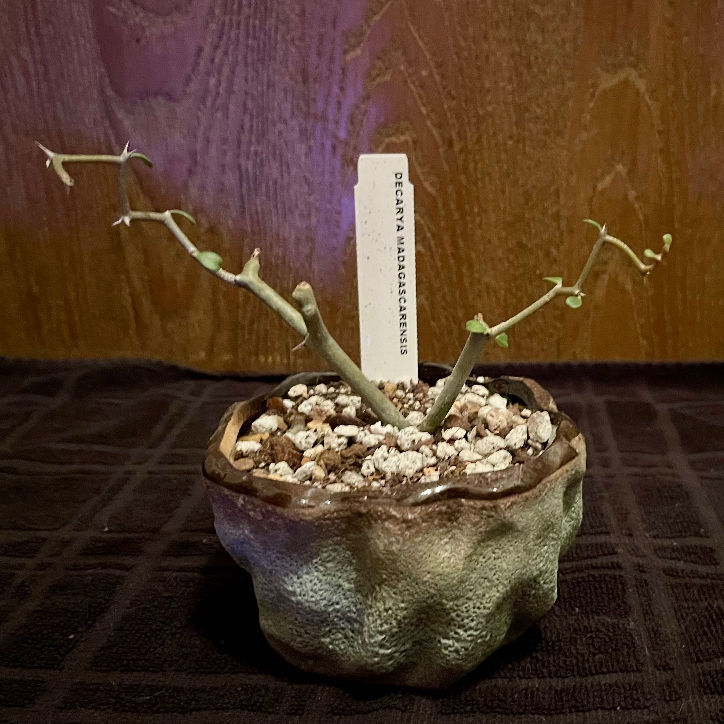 Photo of the plant species Zig Zag Plant by @riverzend named saga on Greg, the plant care app
