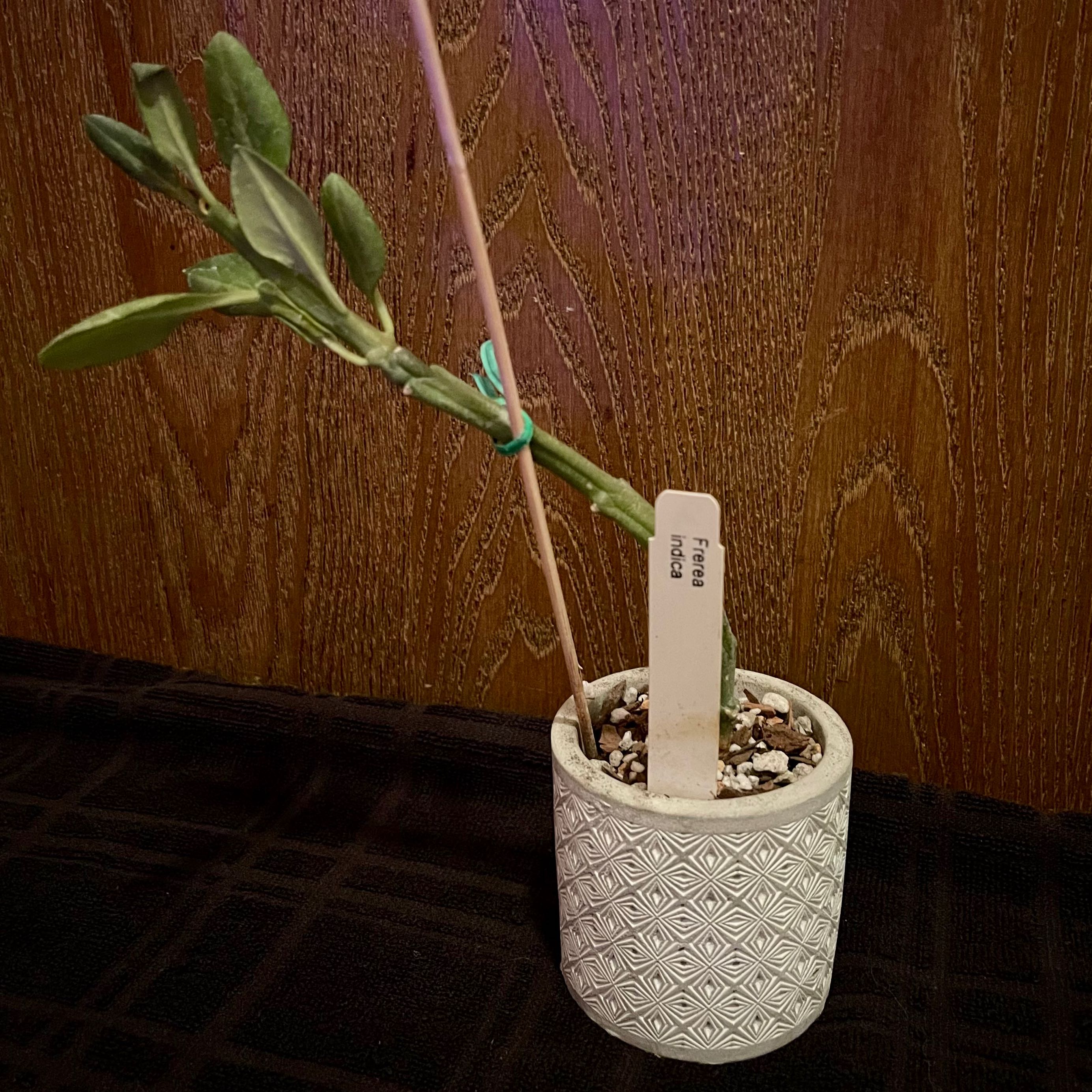 Plant care for Shindal Makudi on Greg, the plant care app
