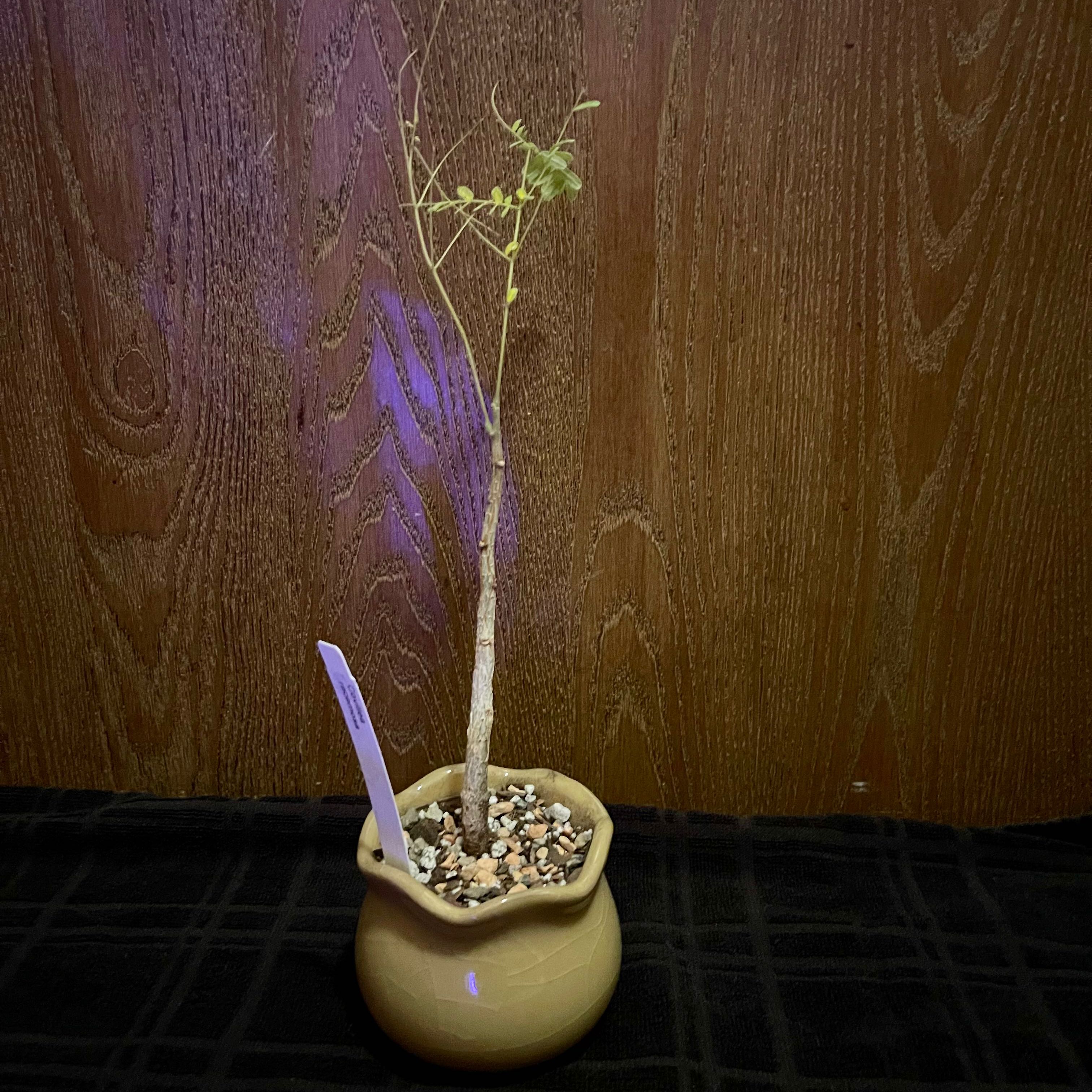 Photo of the plant species Colville's Glory Tree by @riverzend named dýrð on Greg, the plant care app