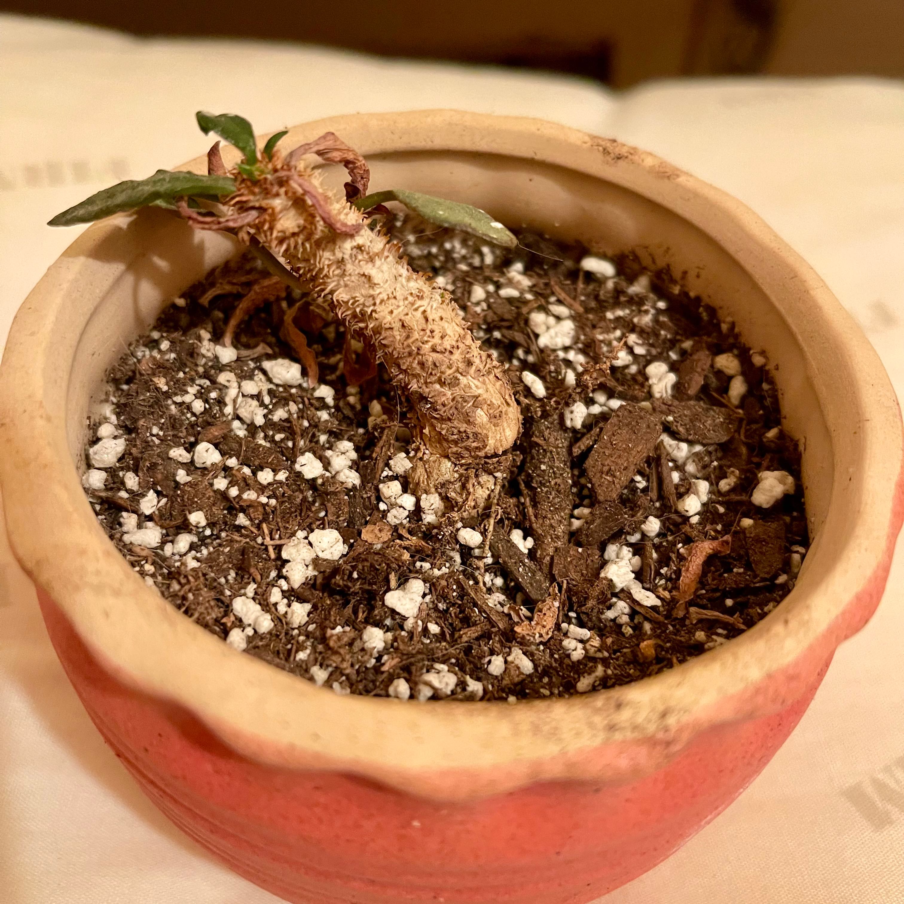 Photo of the plant species Euphorbia francoisii by @riverzend named franny on Greg, the plant care app