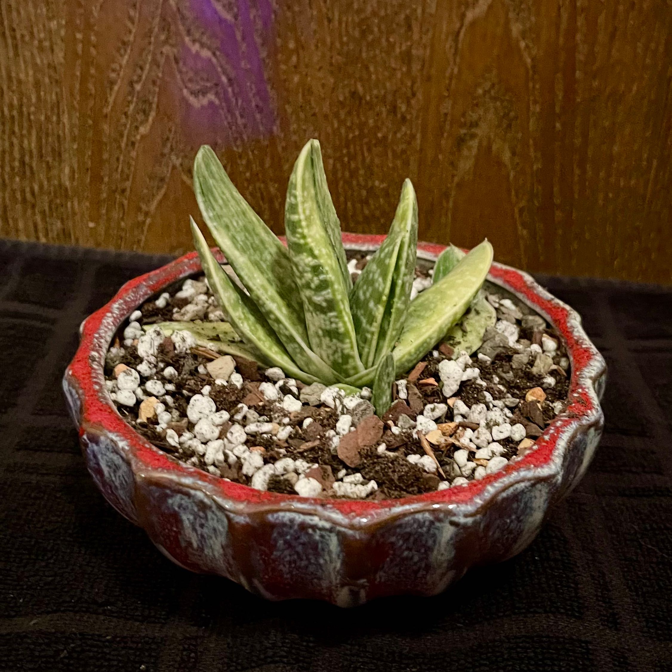 Photo of the plant species Variegated Great Karoo Ox Tongue by @riverzend named uxa on Greg, the plant care app