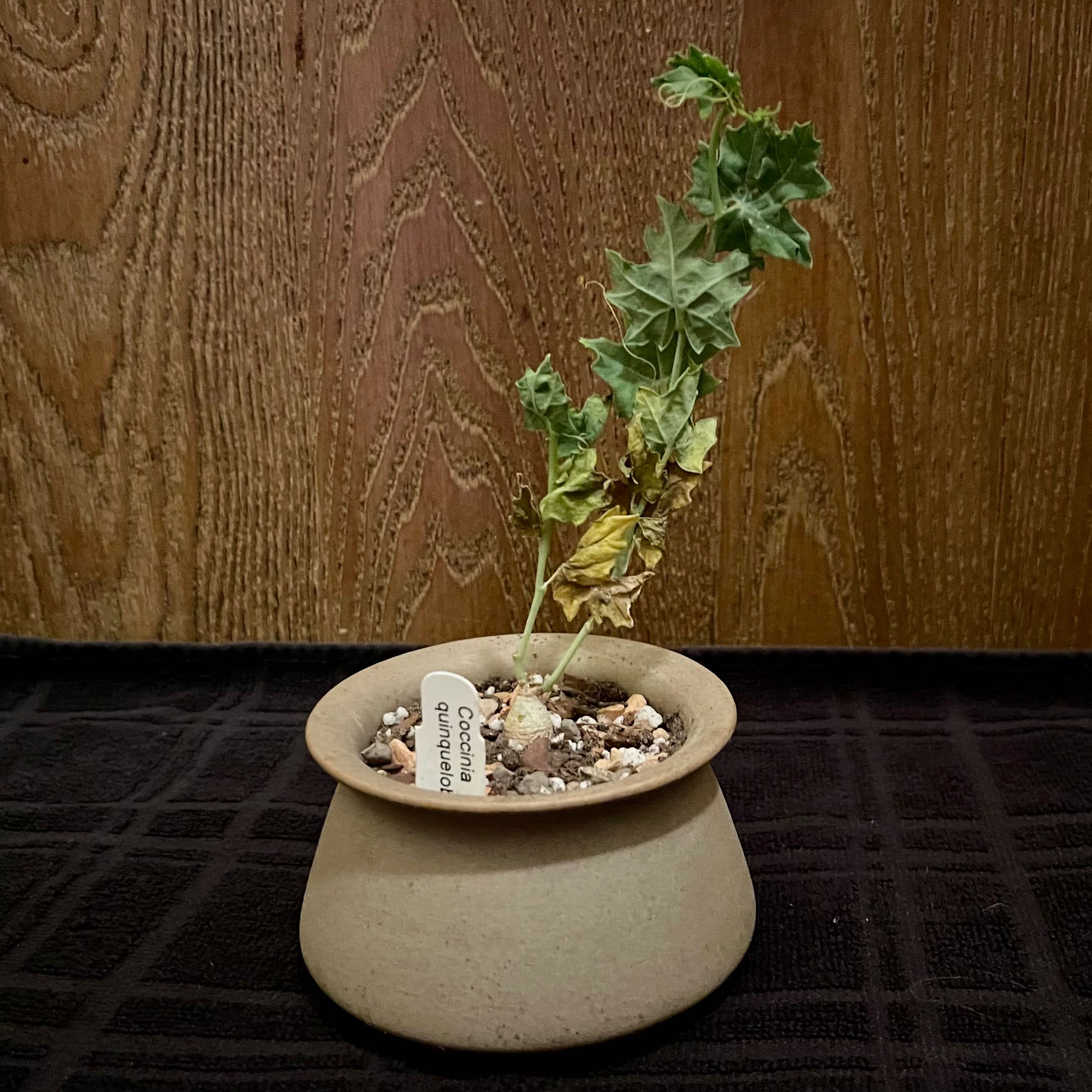 Photo of the plant species Scarlet Gourd by @riverzend named cinia on Greg, the plant care app