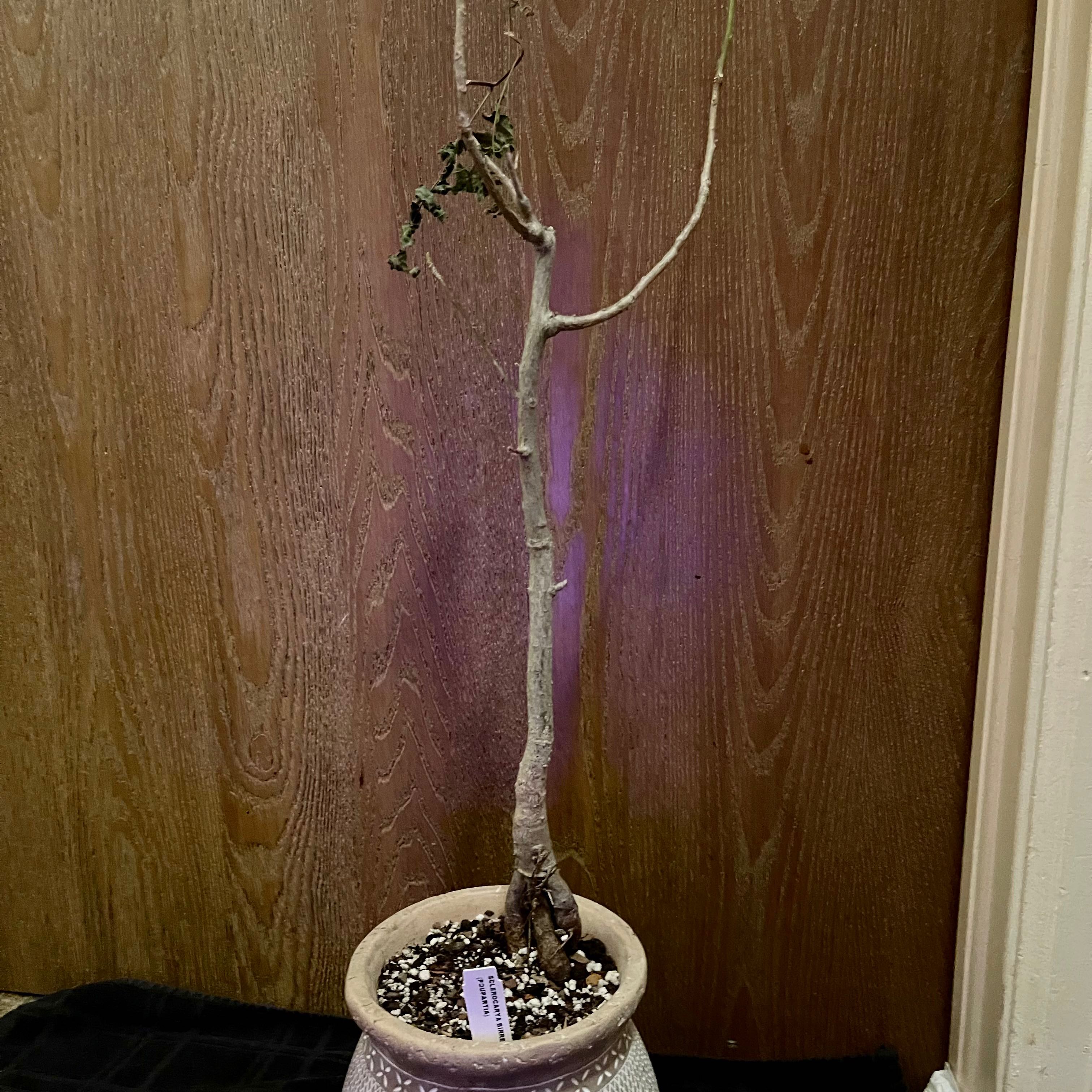 Photo of the plant species Marula by @riverzend named birrea on Greg, the plant care app