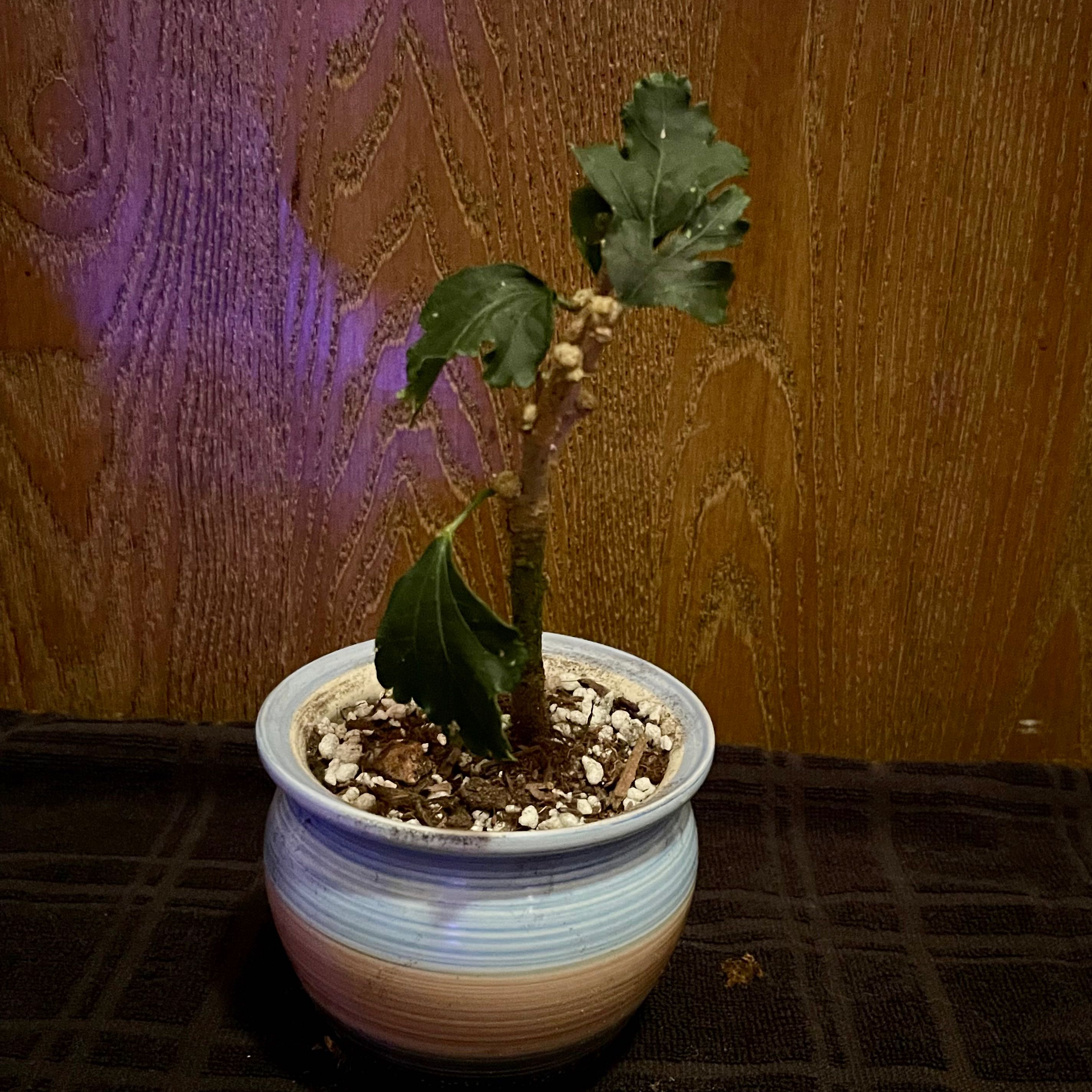 Potted Korean Hibiscus plant with a few green leaves and visible soil.