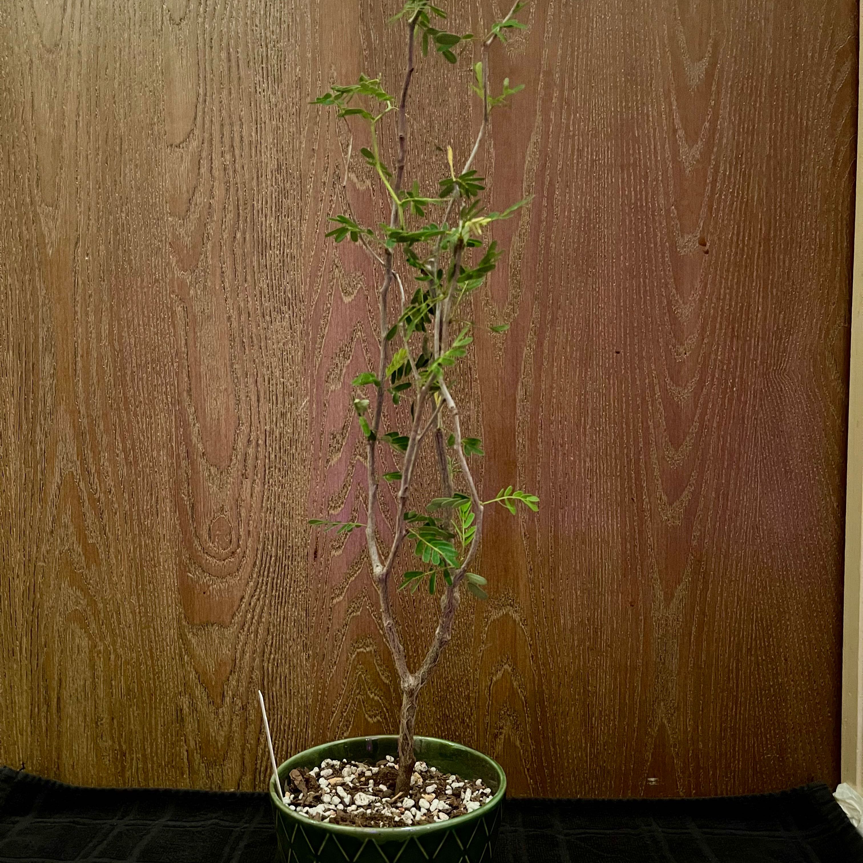 Photo of the plant species Taraby plant by @riverzend named dion on Greg, the plant care app