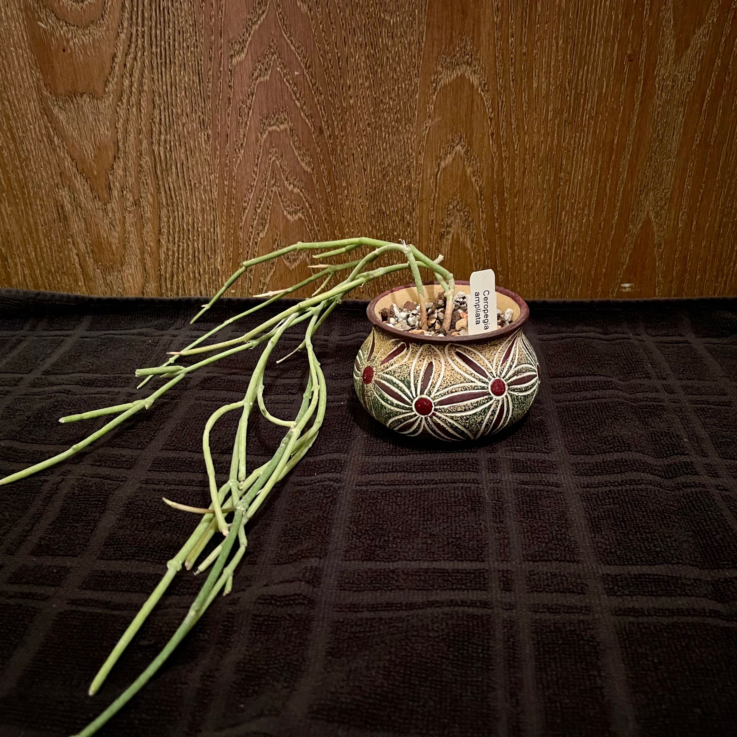 Photo of the plant species Bushman's Pipe by @riverzend named pípa on Greg, the plant care app