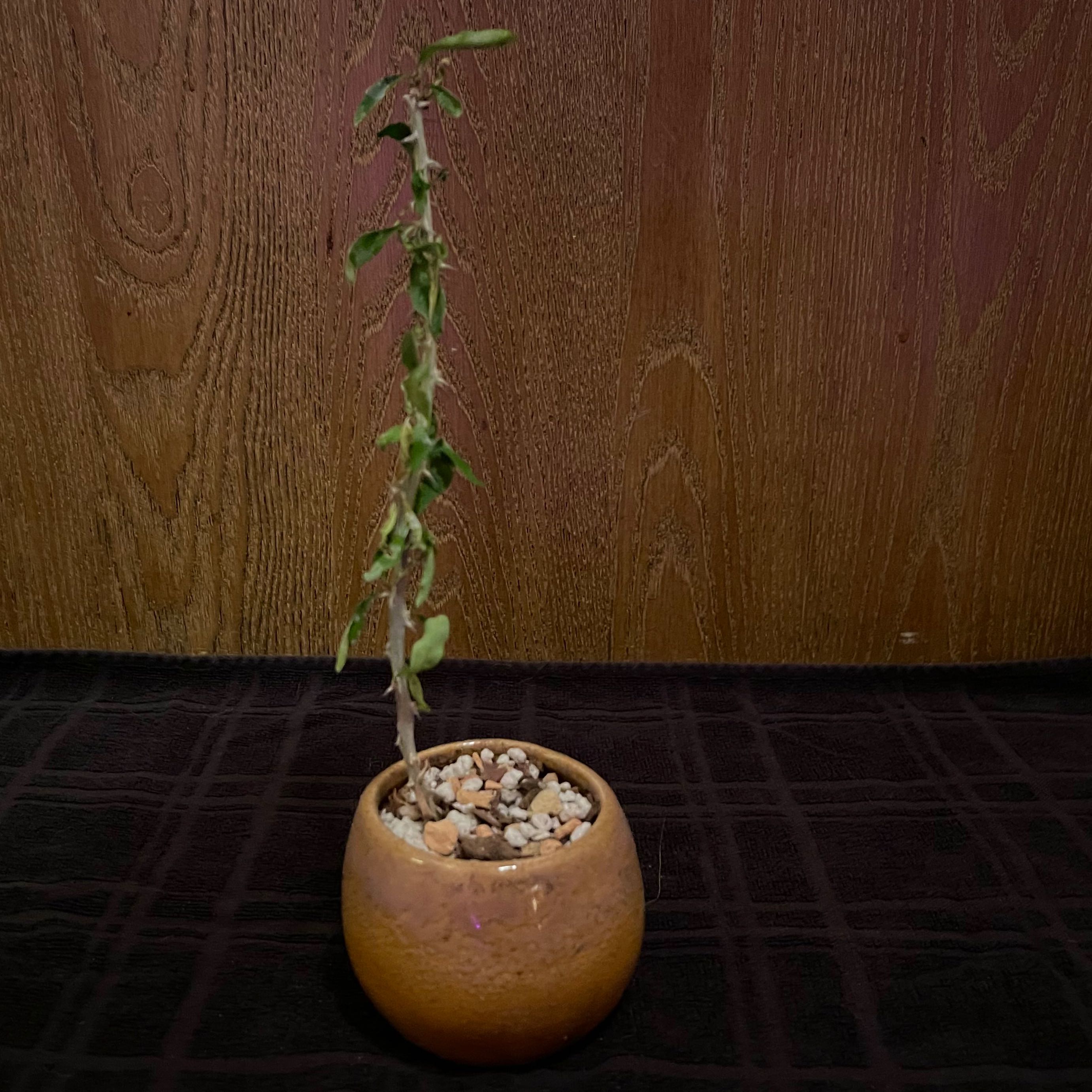 Photo of the plant species Euphorbia berorohae by @riverzend named roro on Greg, the plant care app