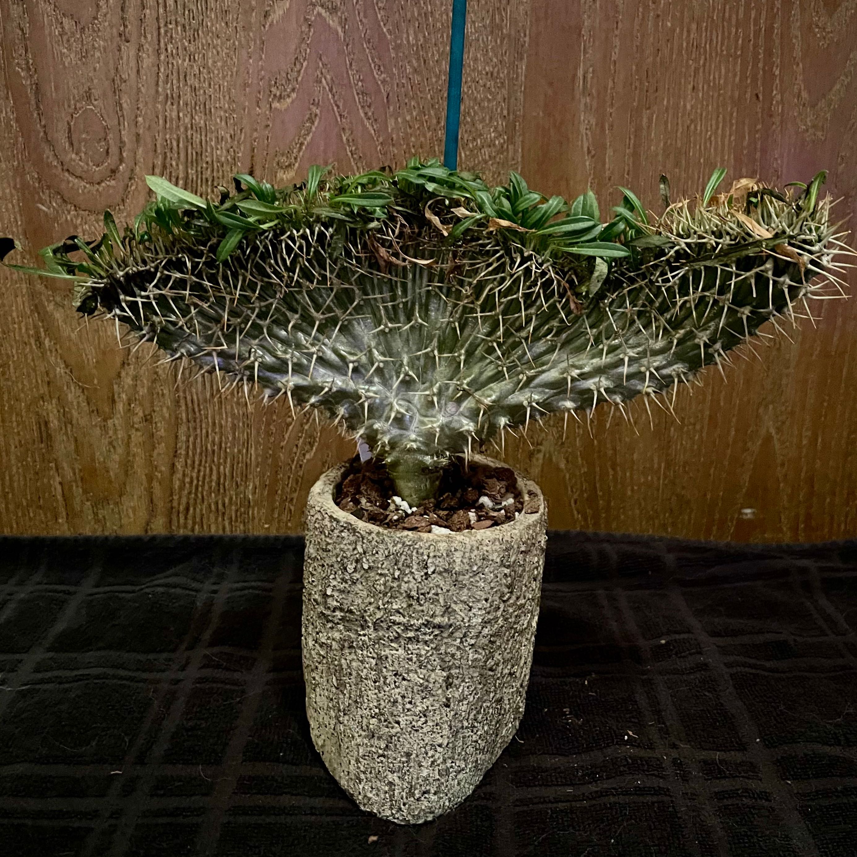 Photo of the plant species Crested Madagascar Palm by @riverzend named neglt on Greg, the plant care app