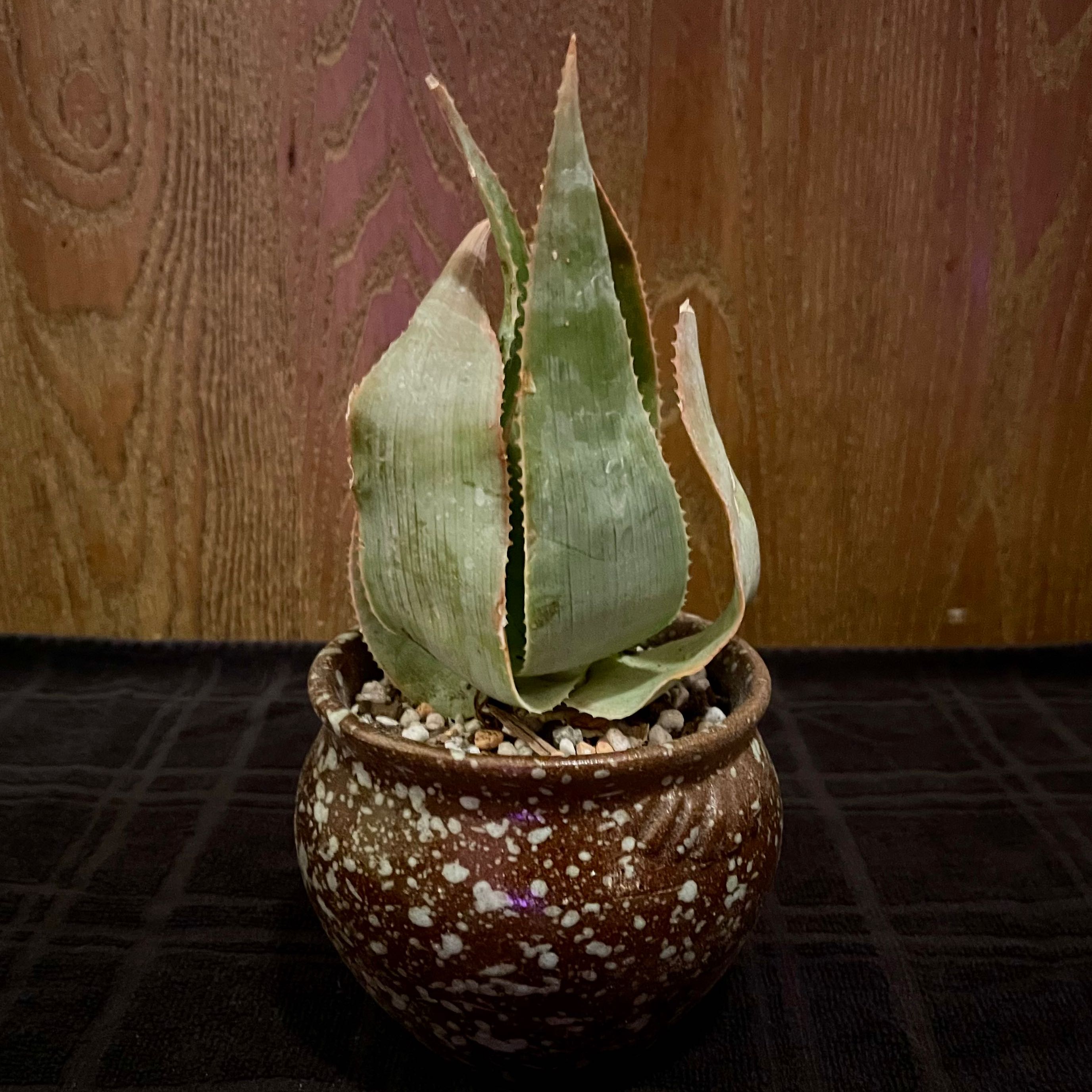 Photo of the plant species Mahaboboka Aloe by @riverzend named ás on Greg, the plant care app