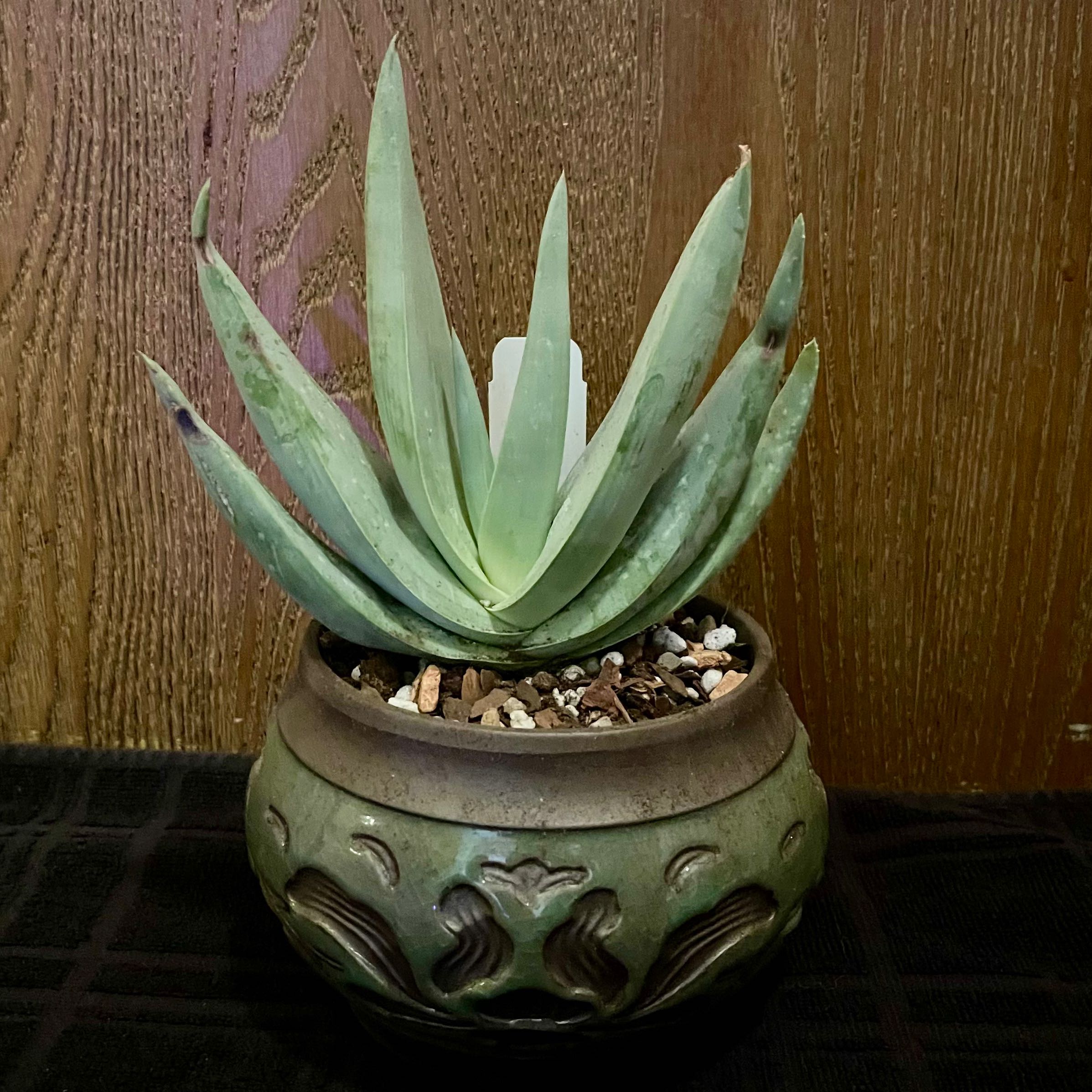Photo of the plant species Dhofari Aloe by @riverzend named wadi on Greg, the plant care app
