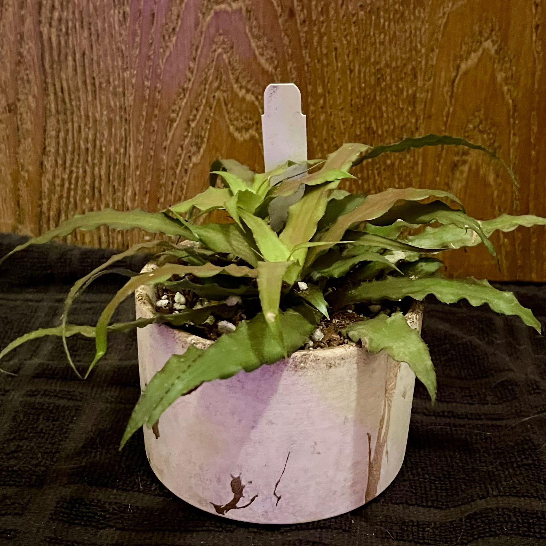 Photo of the plant species Cloud Plant by @riverzend named ský on Greg, the plant care app