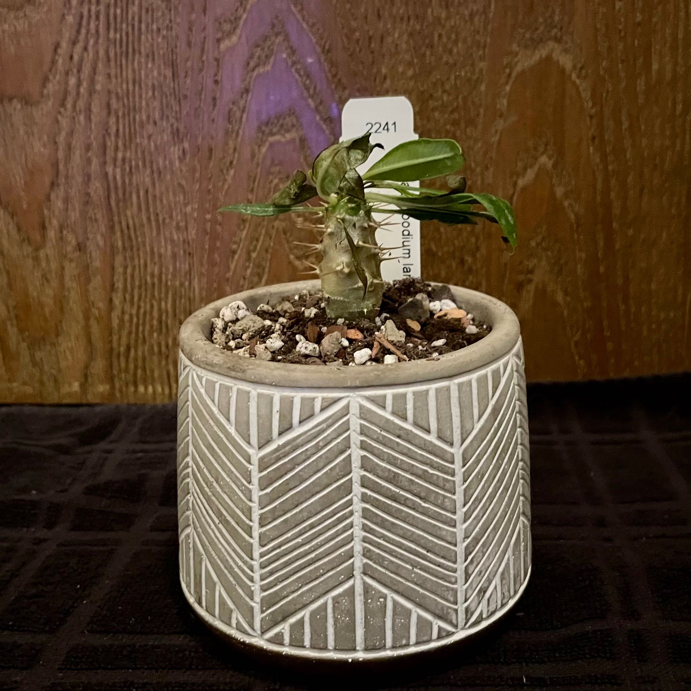 Photo of the plant species Branched Madagascar Palm by @riverzend named ramses on Greg, the plant care app