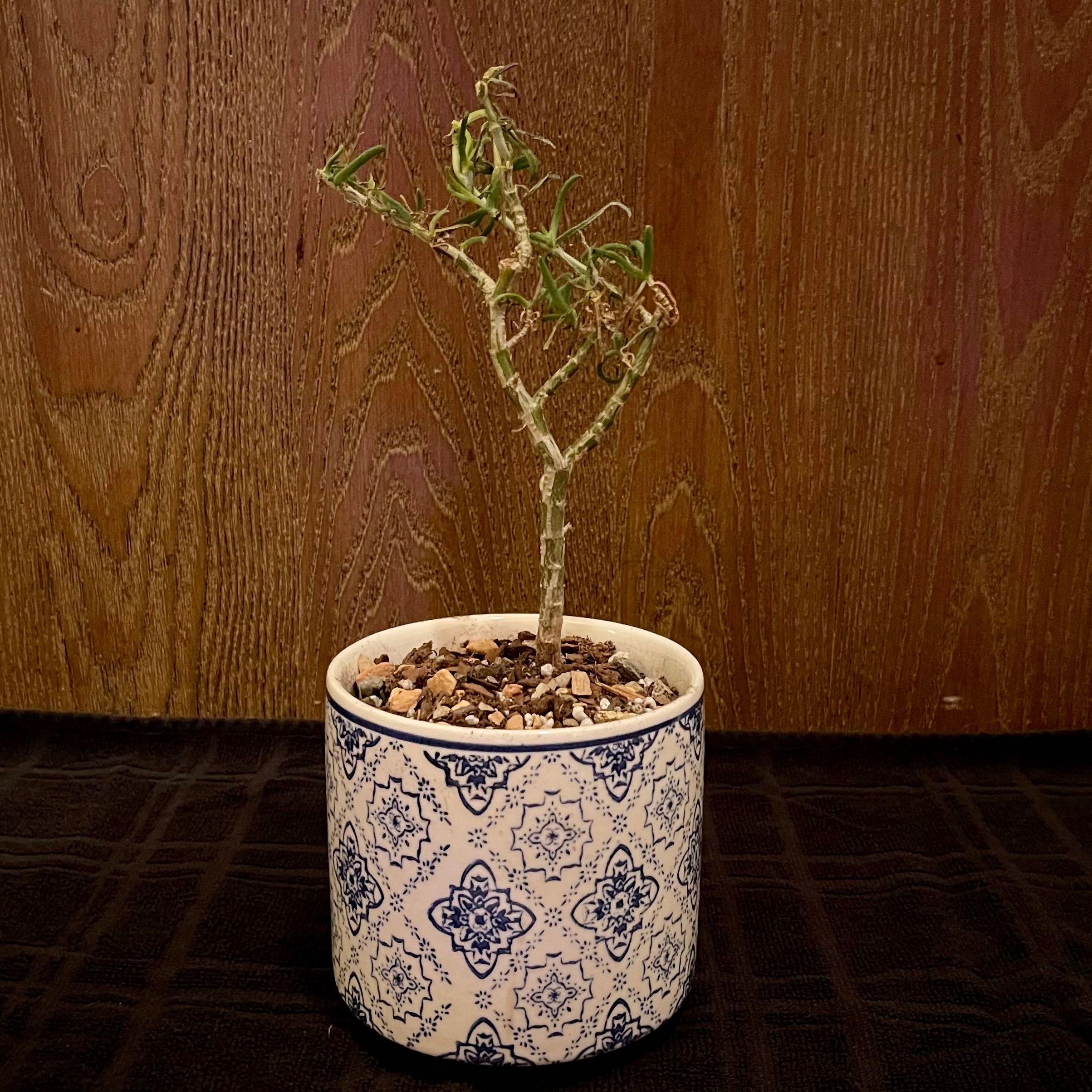 Plant care for Mestoklema on Greg, the plant care app