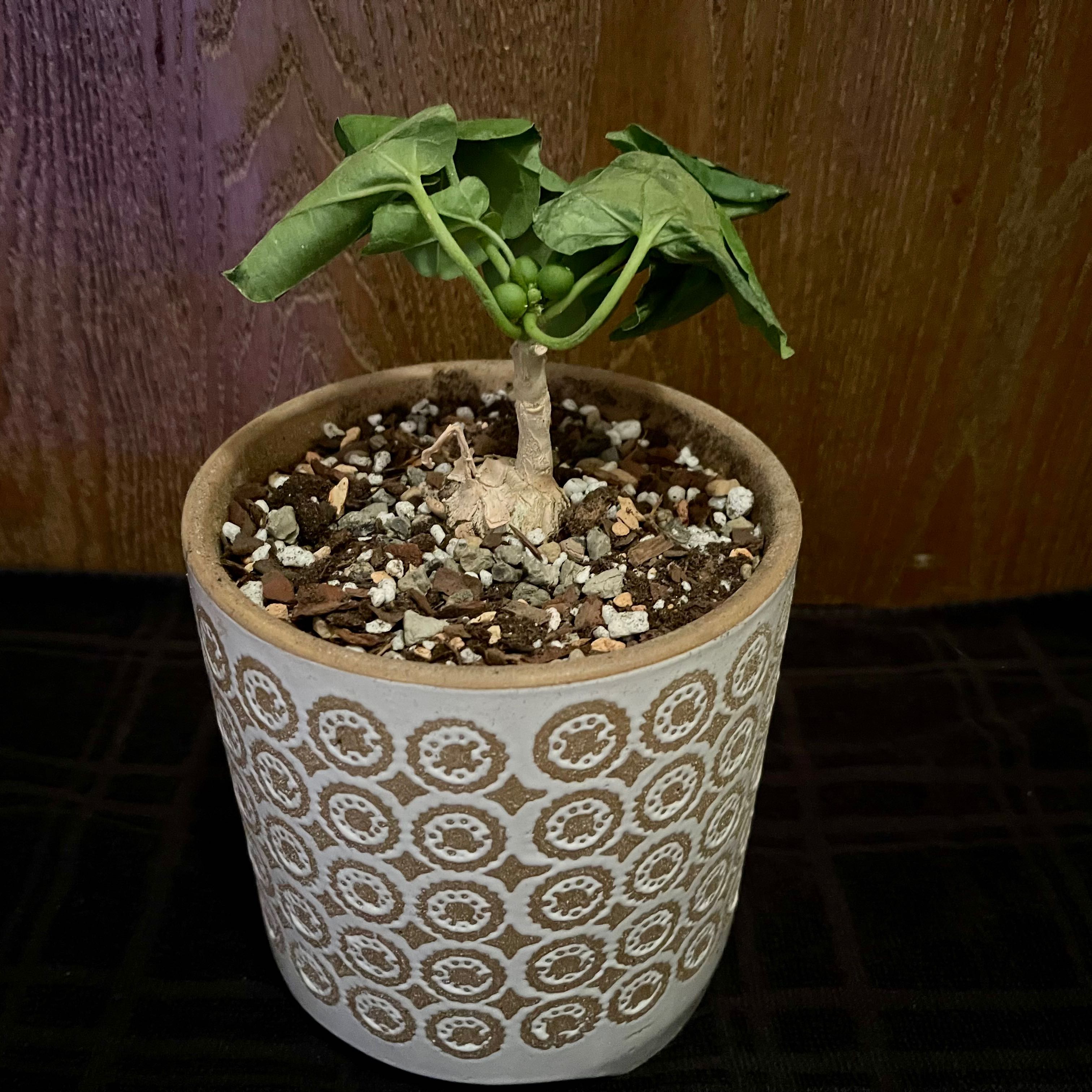 Plant care for Monkey Chair on Greg, the plant care app