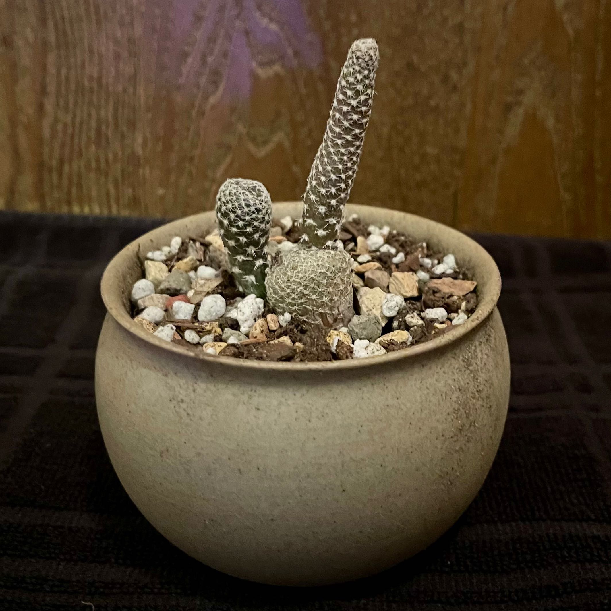 Photo of the plant species Dean Man's Fingers by @riverzend named fingrum on Greg, the plant care app