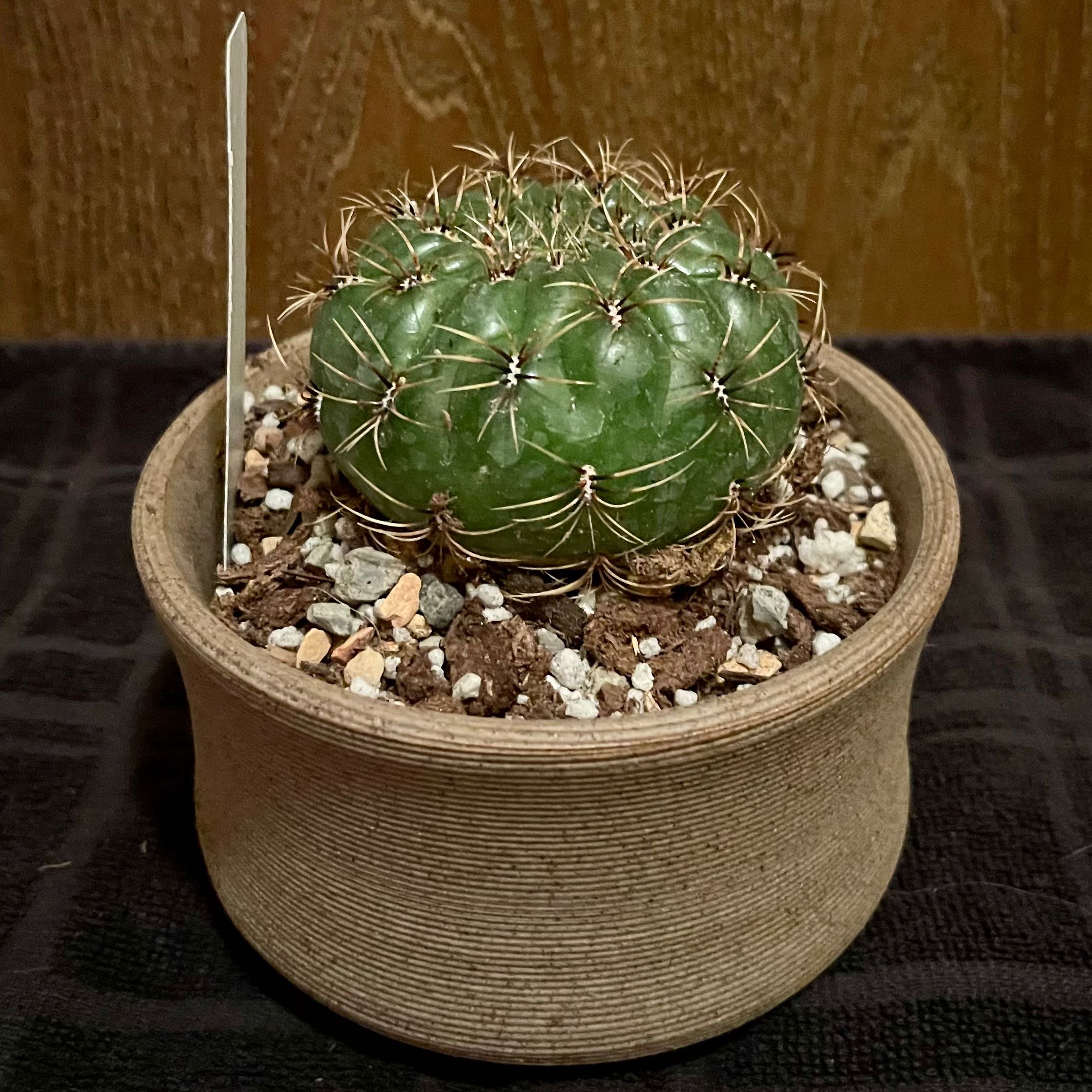 Photo of the plant species Submatucana aureiflora by @riverzend named tukaani on Greg, the plant care app