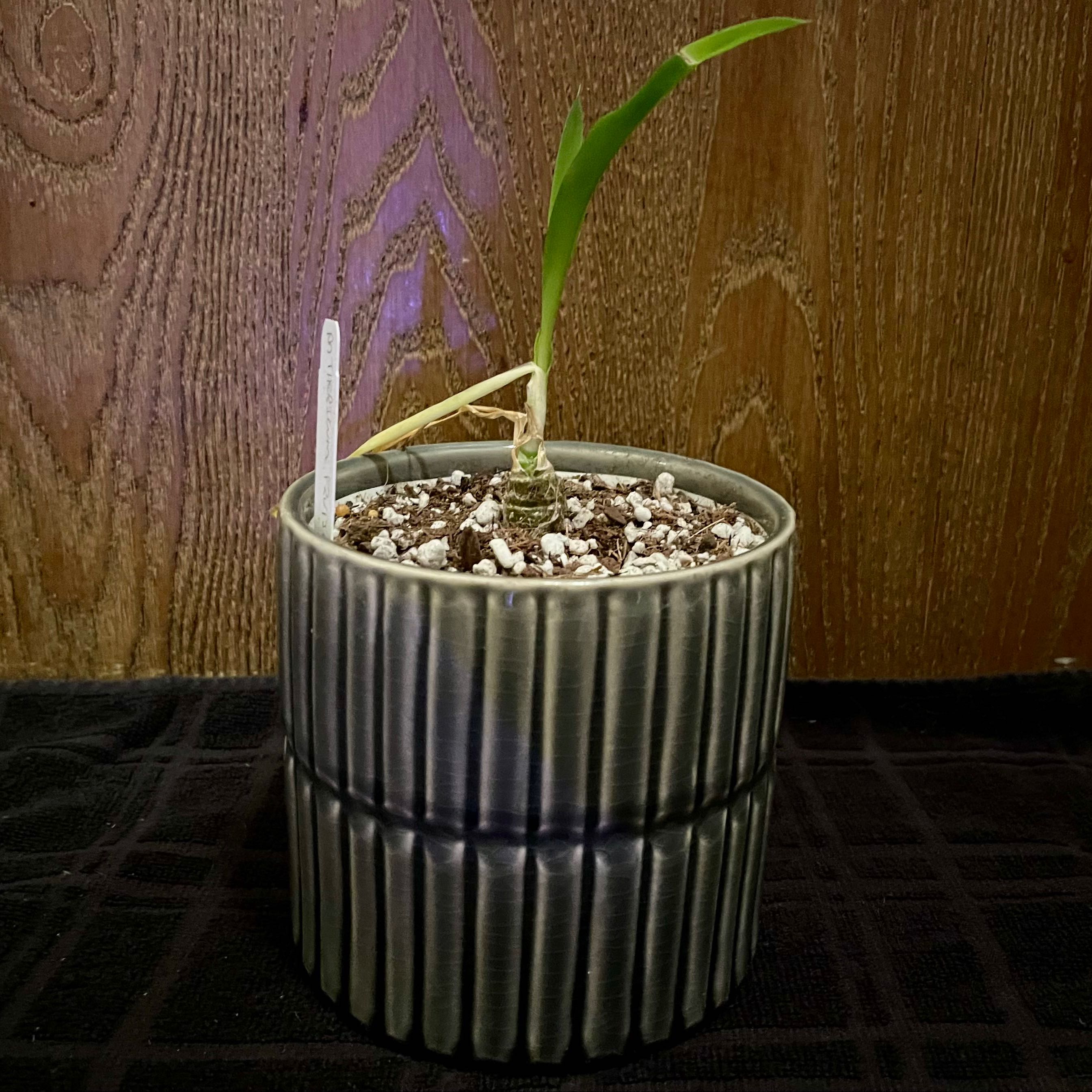 Photo of the plant species Stalked Bulbine by @riverzend named laukur on Greg, the plant care app