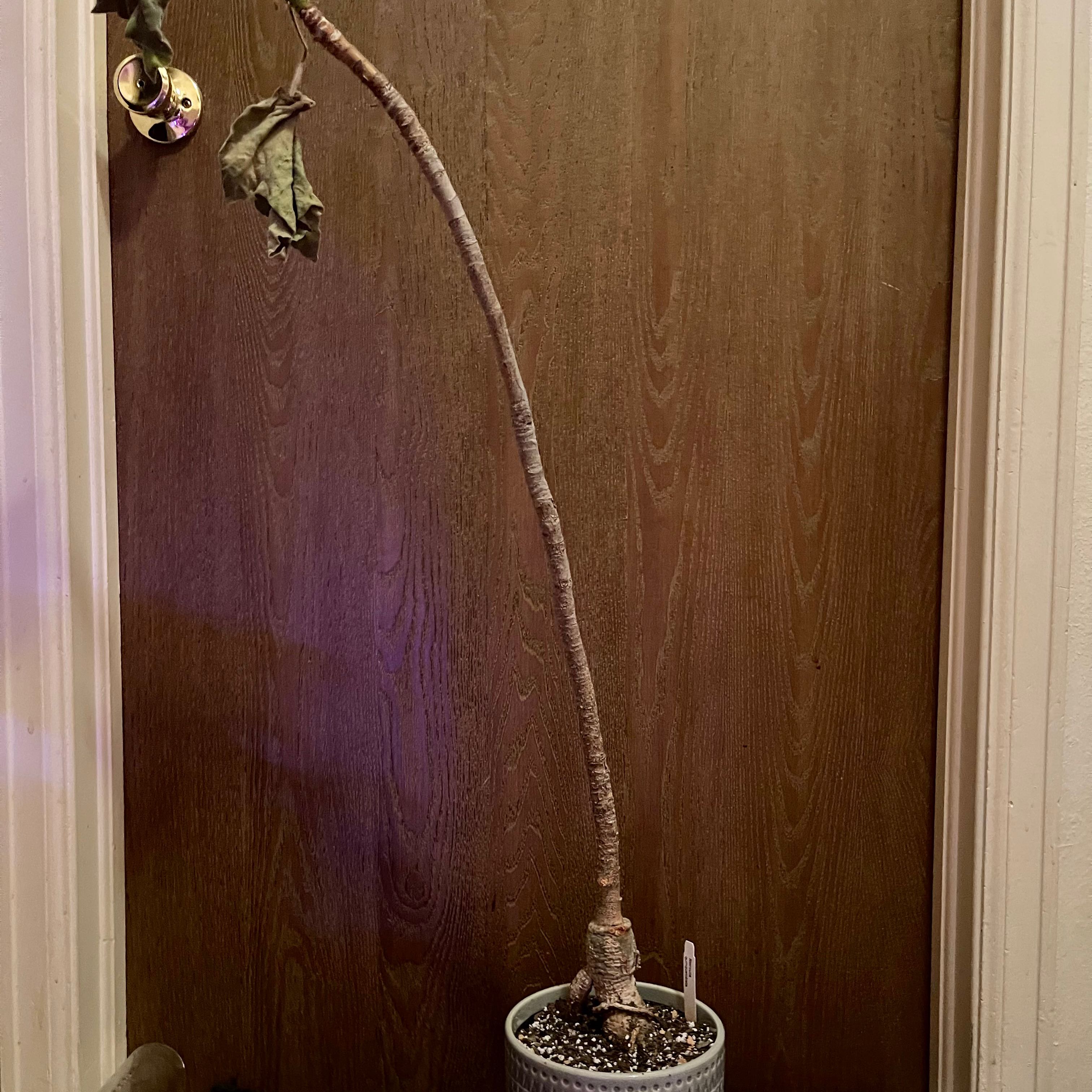 Photo of the plant species Large-leaved Star Chestnut by @riverzend named stjarna on Greg, the plant care app