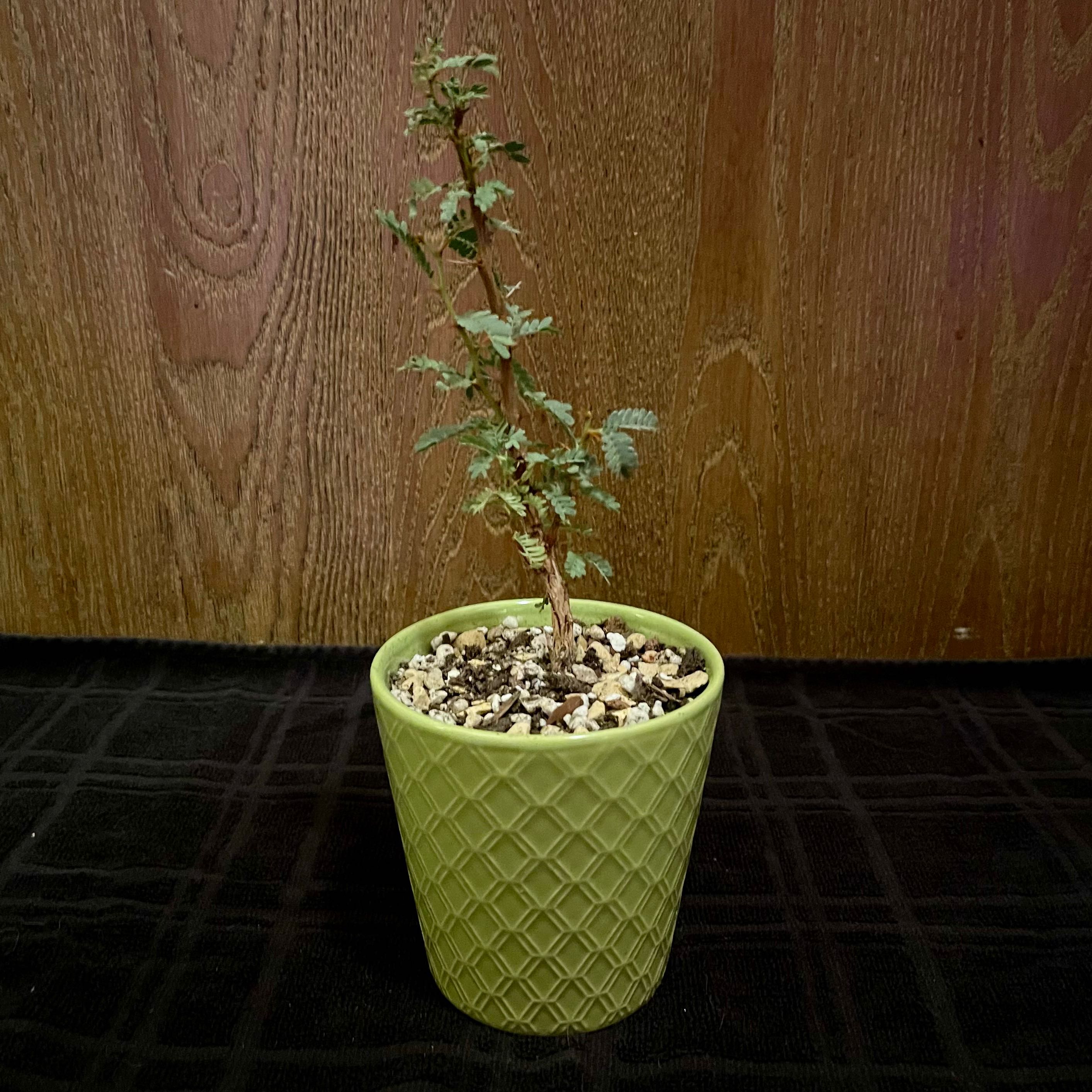 Photo of the plant species Camelthorn by @riverzend named þyrnir on Greg, the plant care app