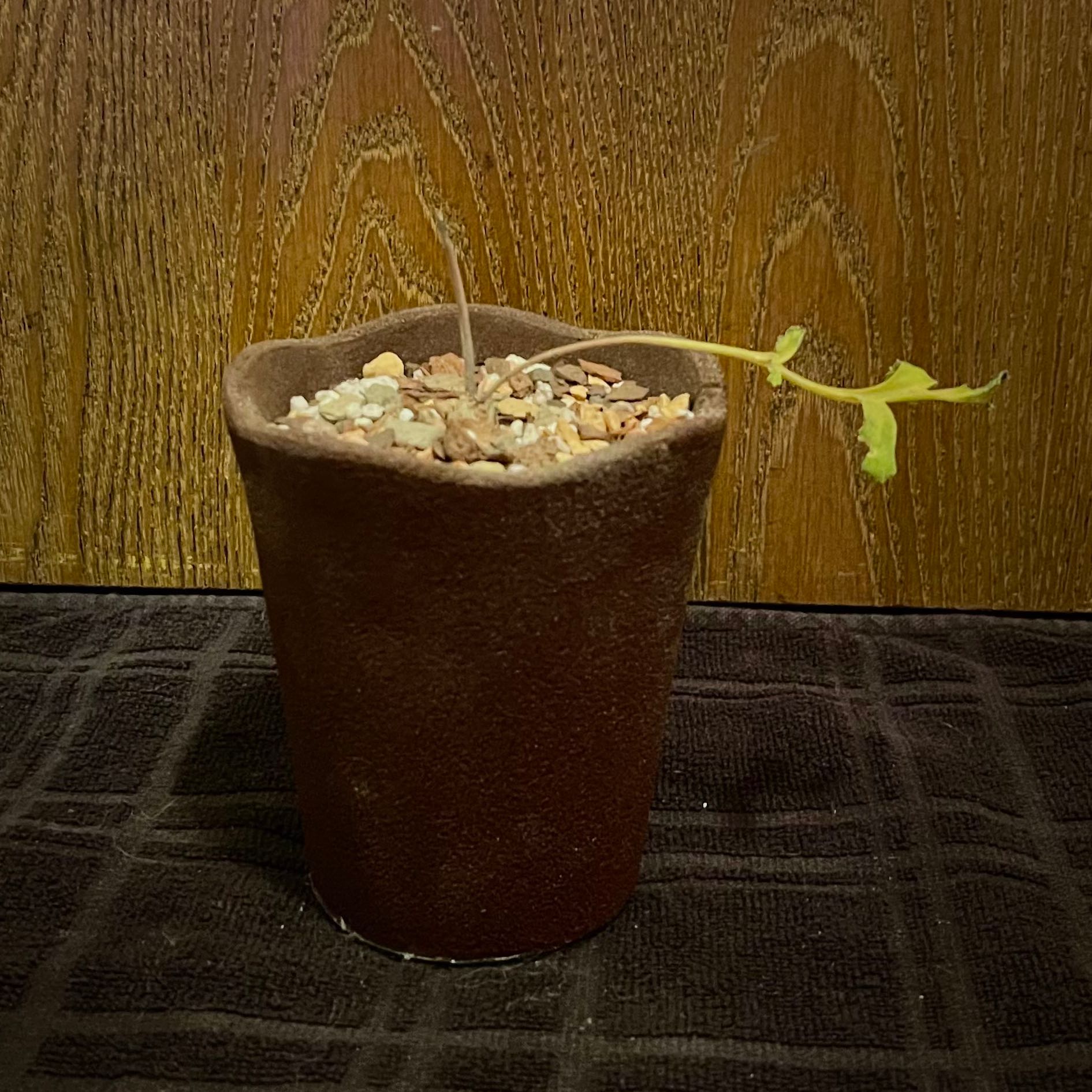 Photo of the plant species Fleshy-Stalk Pelargonium by @riverzend named holdugur on Greg, the plant care app