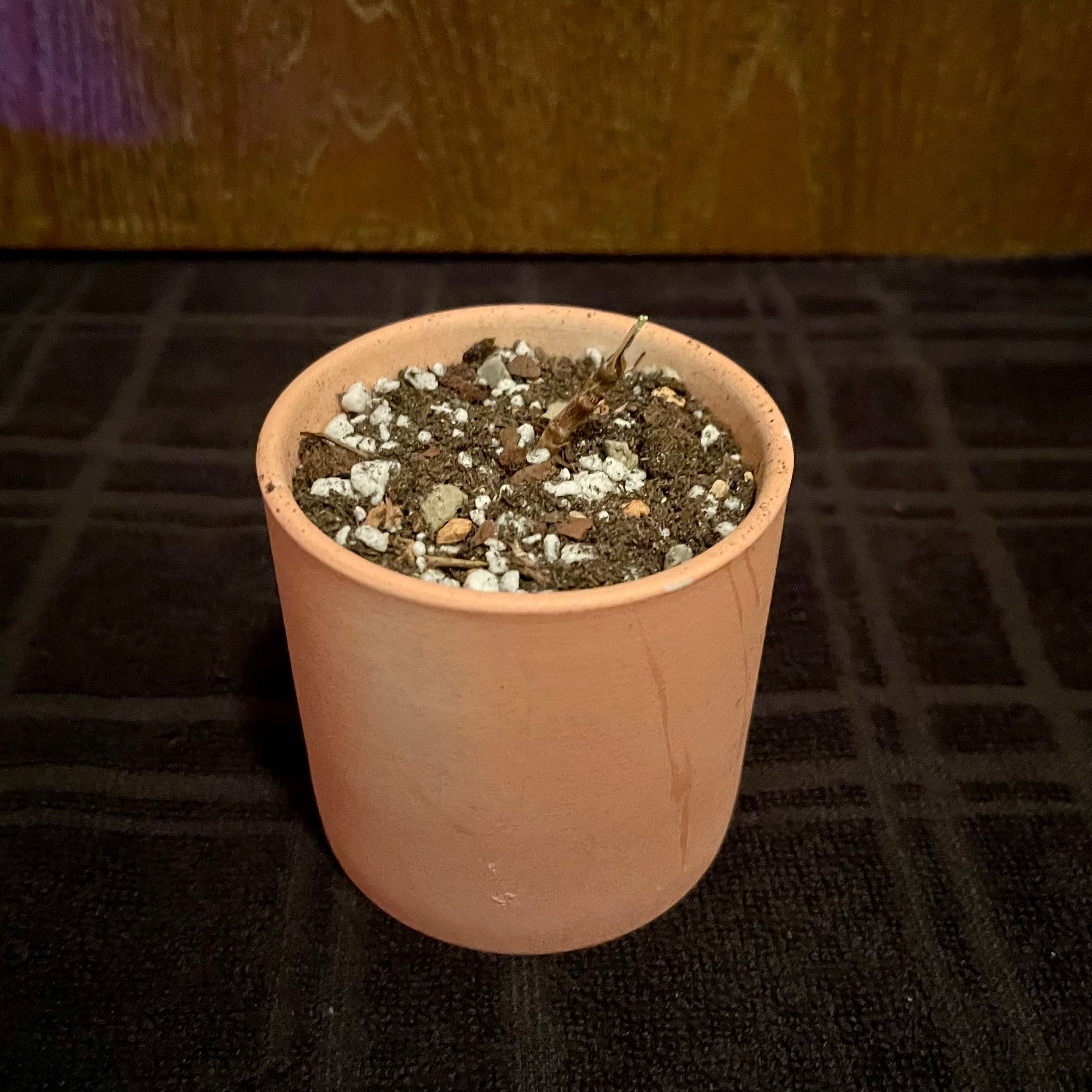 Photo of the plant species Hinchador by @riverzend named styx on Greg, the plant care app