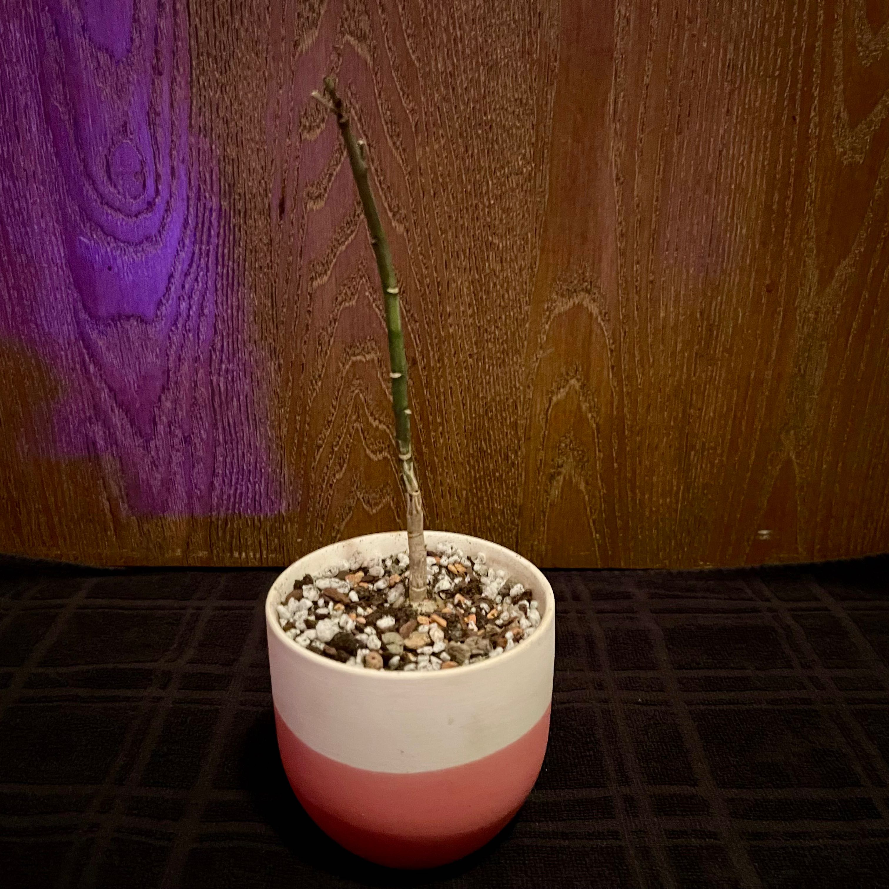 Photo of the plant species Mountain Cabbage Tree by @riverzend named panis on Greg, the plant care app