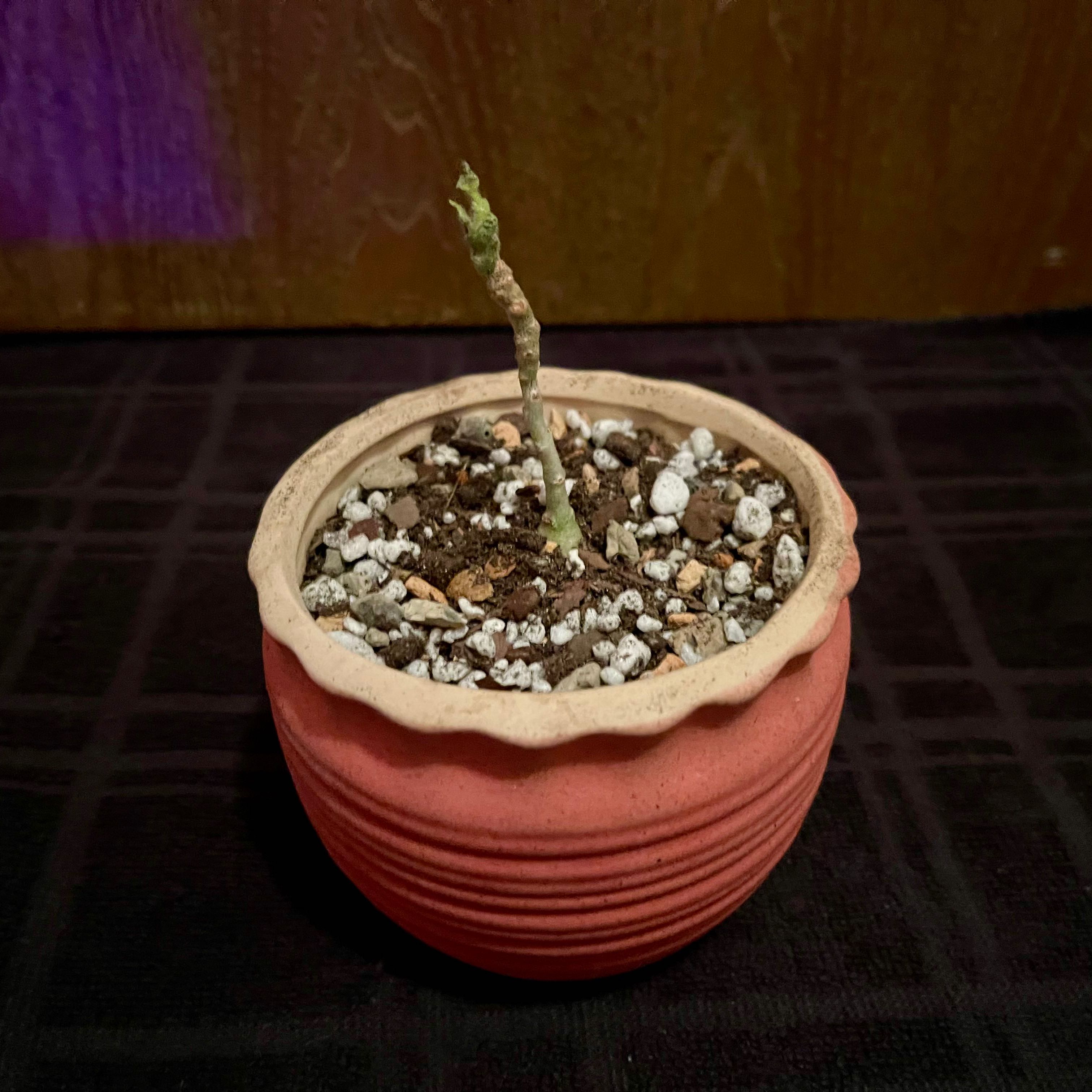 Photo of the plant species Uncarina roeoesliana by @riverzend named anosy on Greg, the plant care app