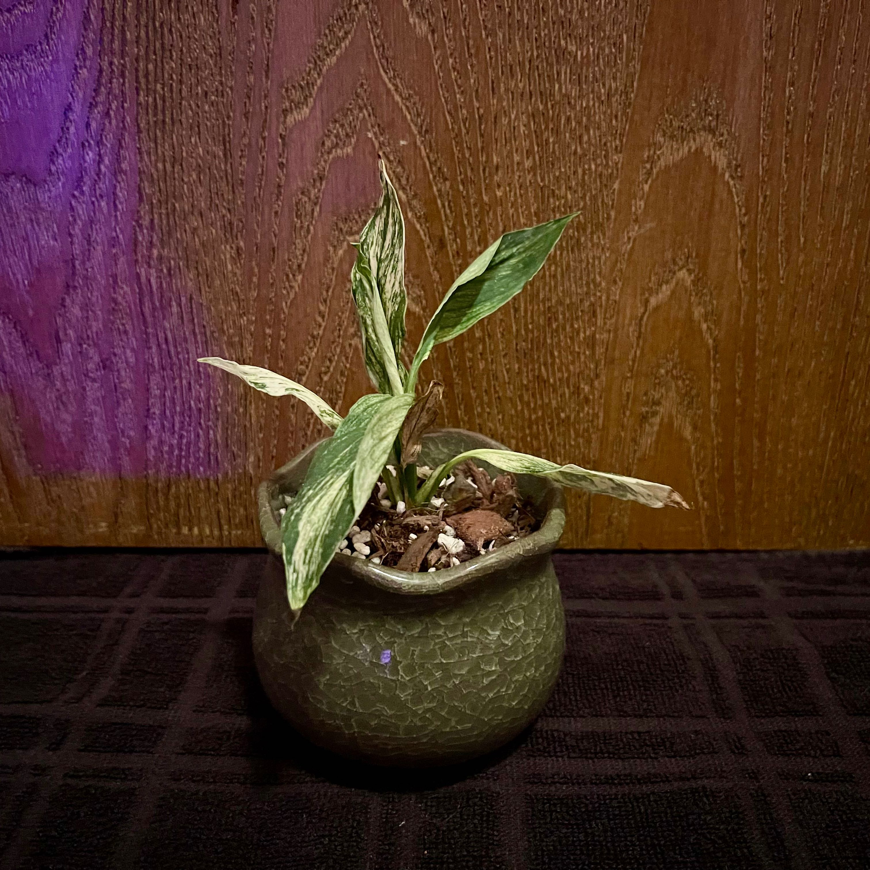 Photo of the plant species Variegated Sensation Peace Lily by @riverzend named skynjun on Greg, the plant care app