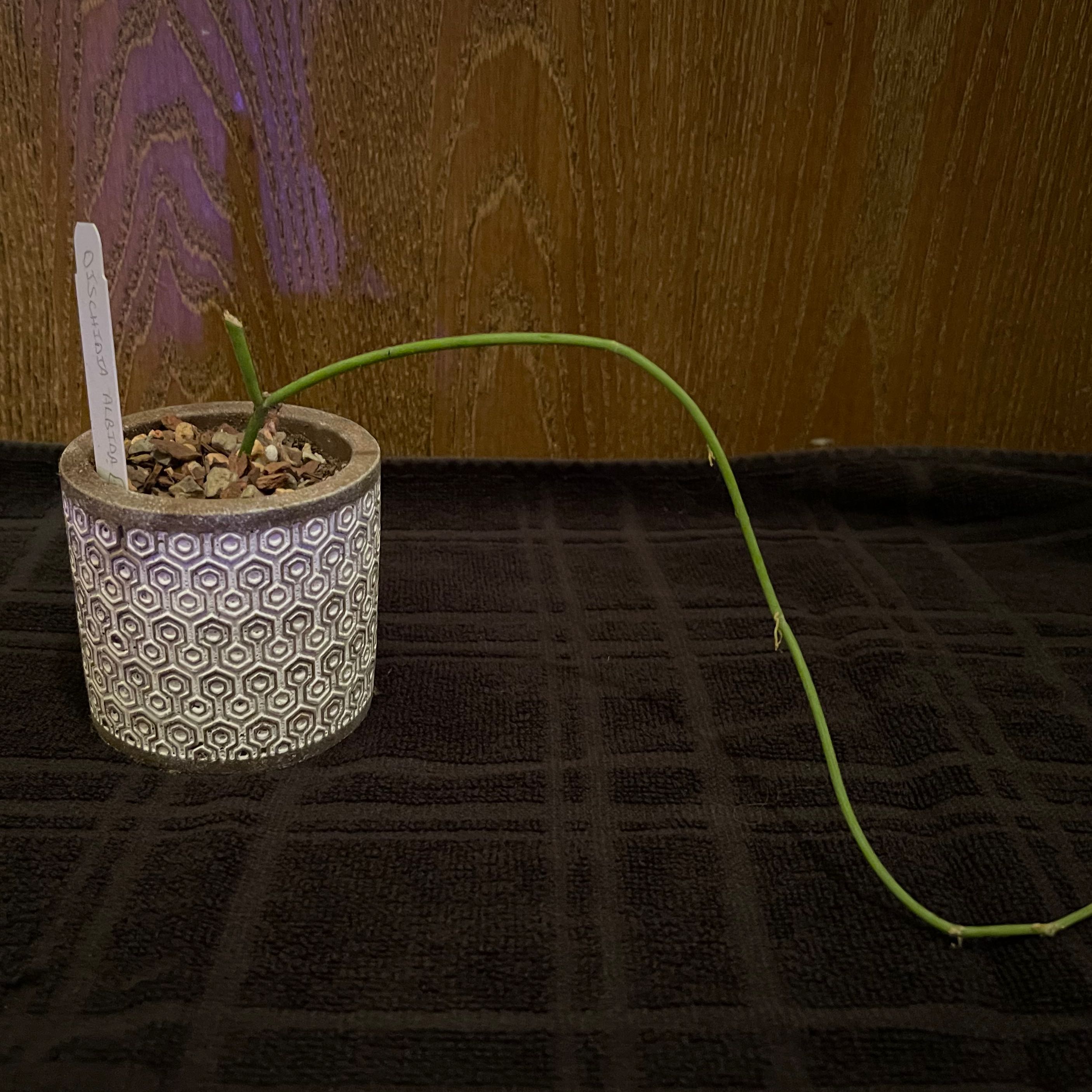 Photo of the plant species Propeller Vine Plant by @riverzend named skrúfu on Greg, the plant care app