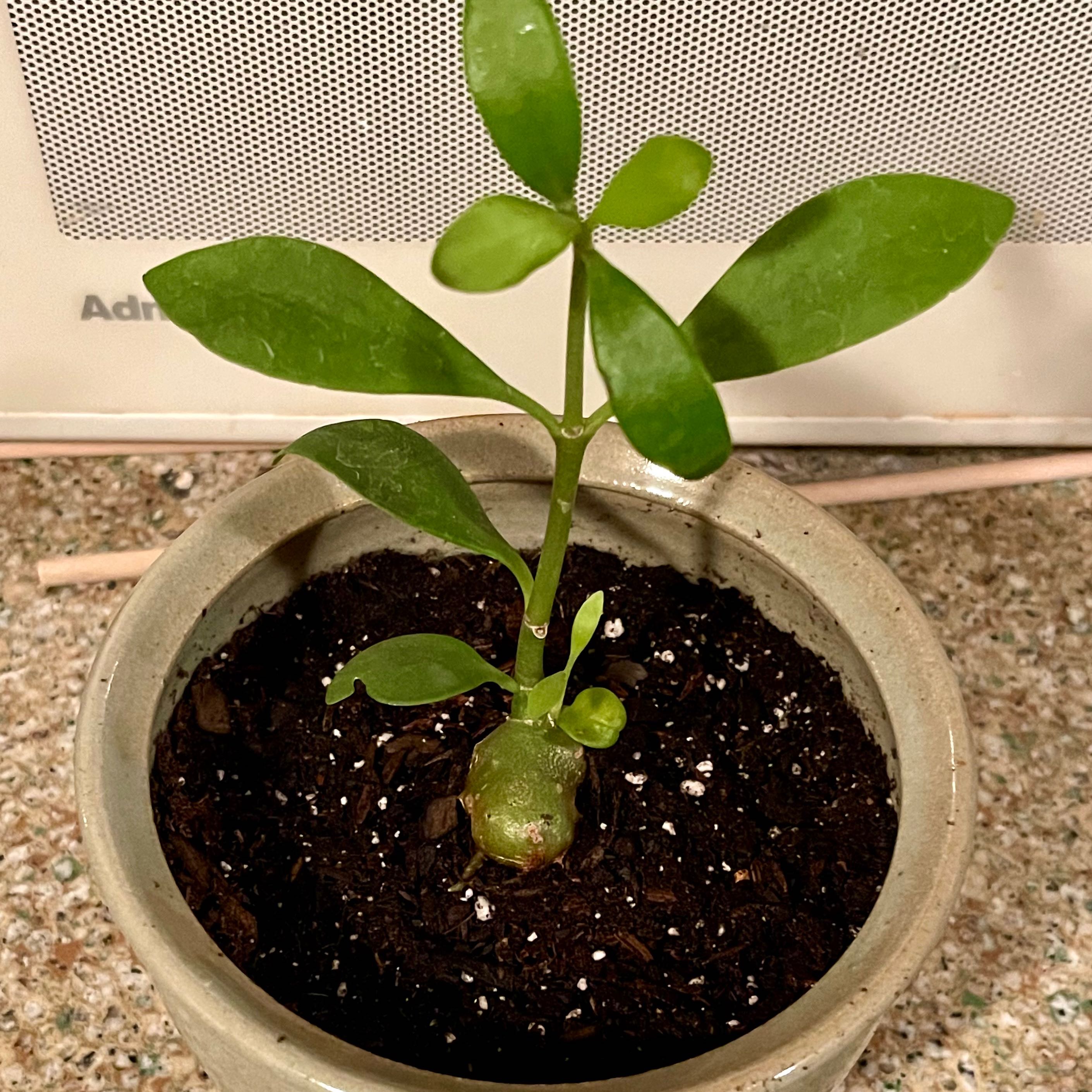 Photo of the plant species Ant Plant by @riverzend named maur on Greg, the plant care app