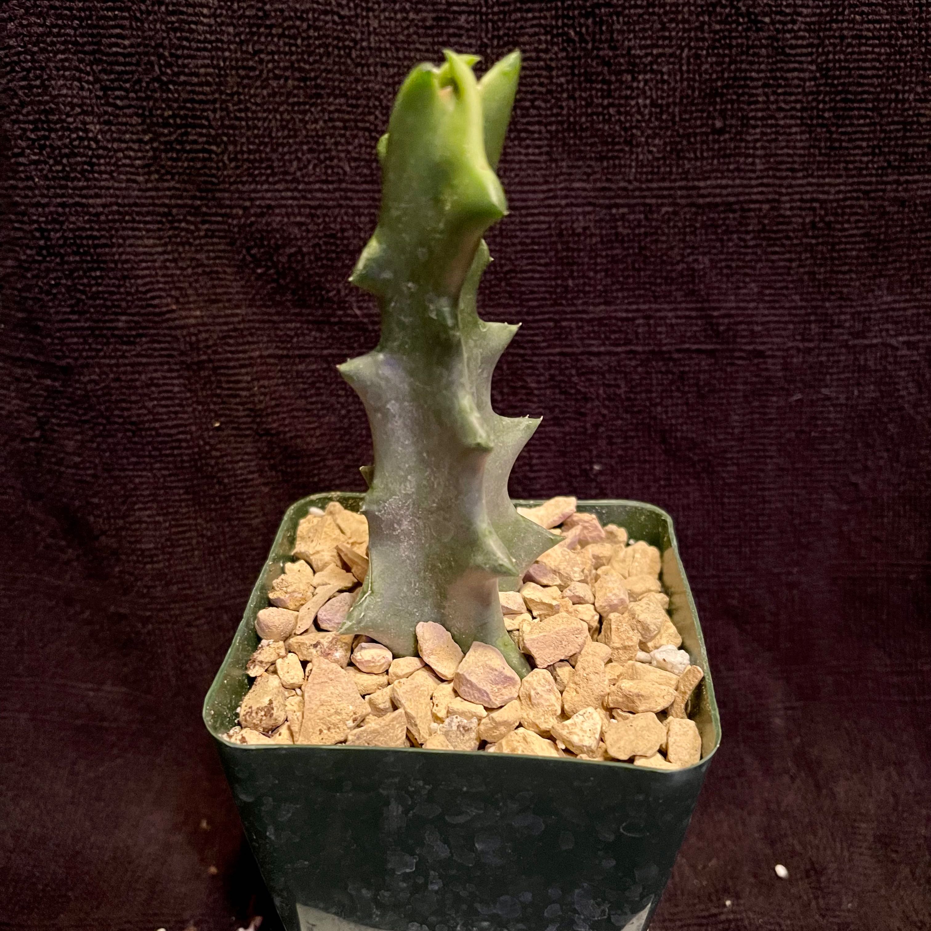 Photo of the plant species Caralluma Melanacantha by @riverzend named nalem on Greg, the plant care app