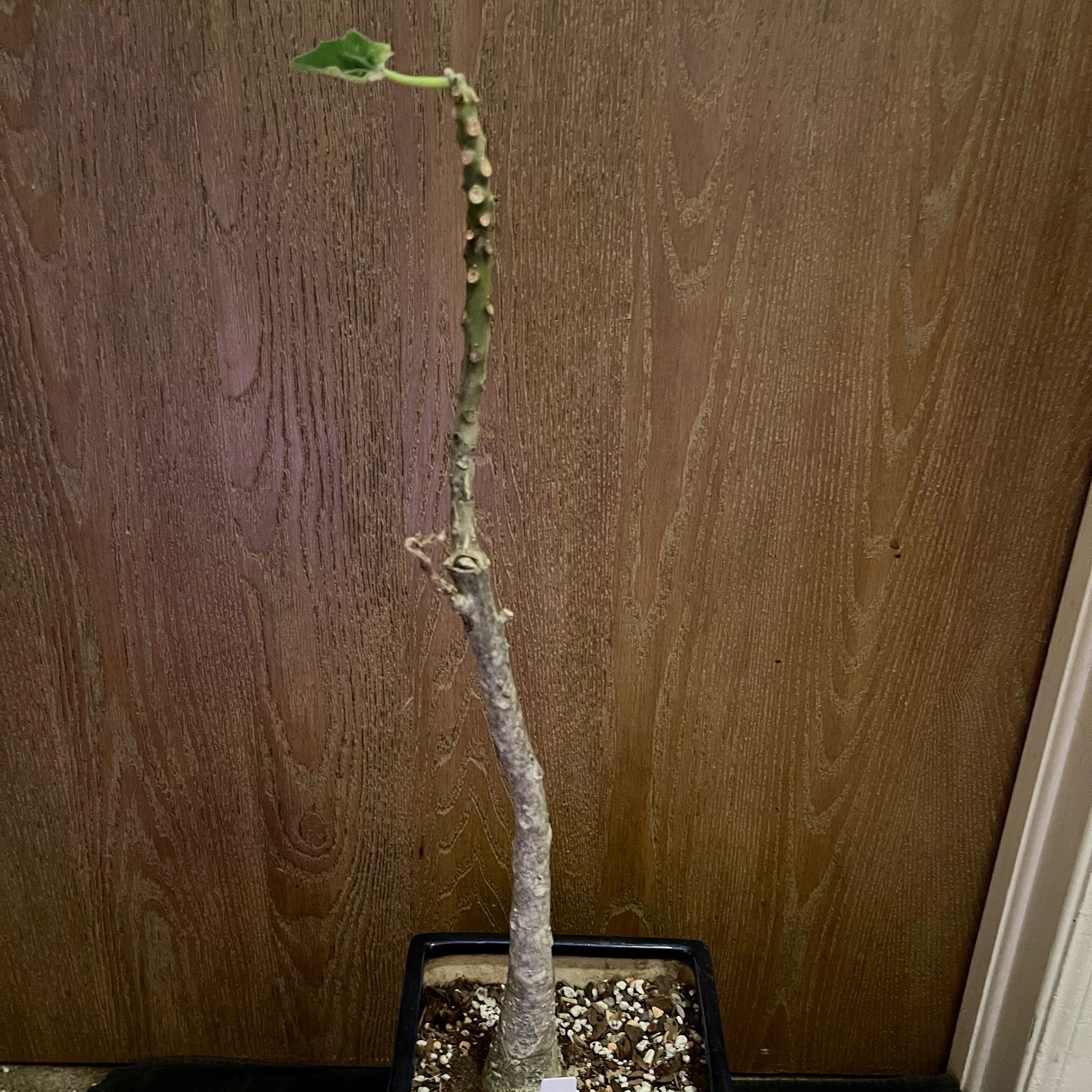 Photo of the plant species Uncarina peltata by @riverzend named mousetrap on Greg, the plant care app