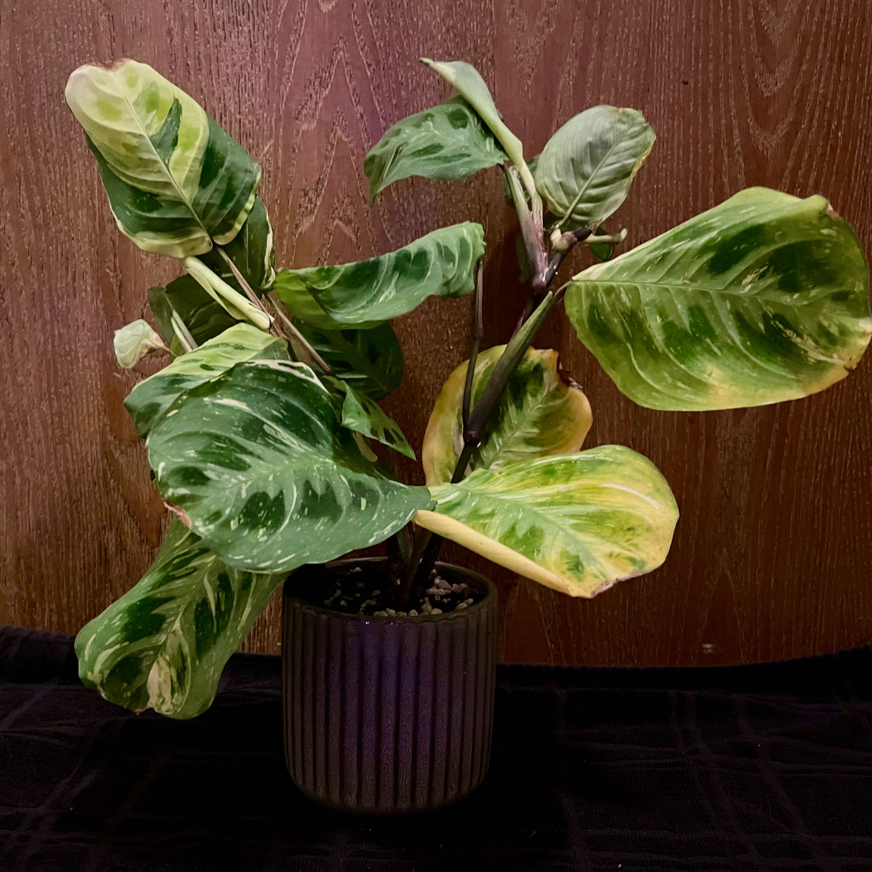 Variegated Prayer Plant in a pot with variegated green and yellow leaves.