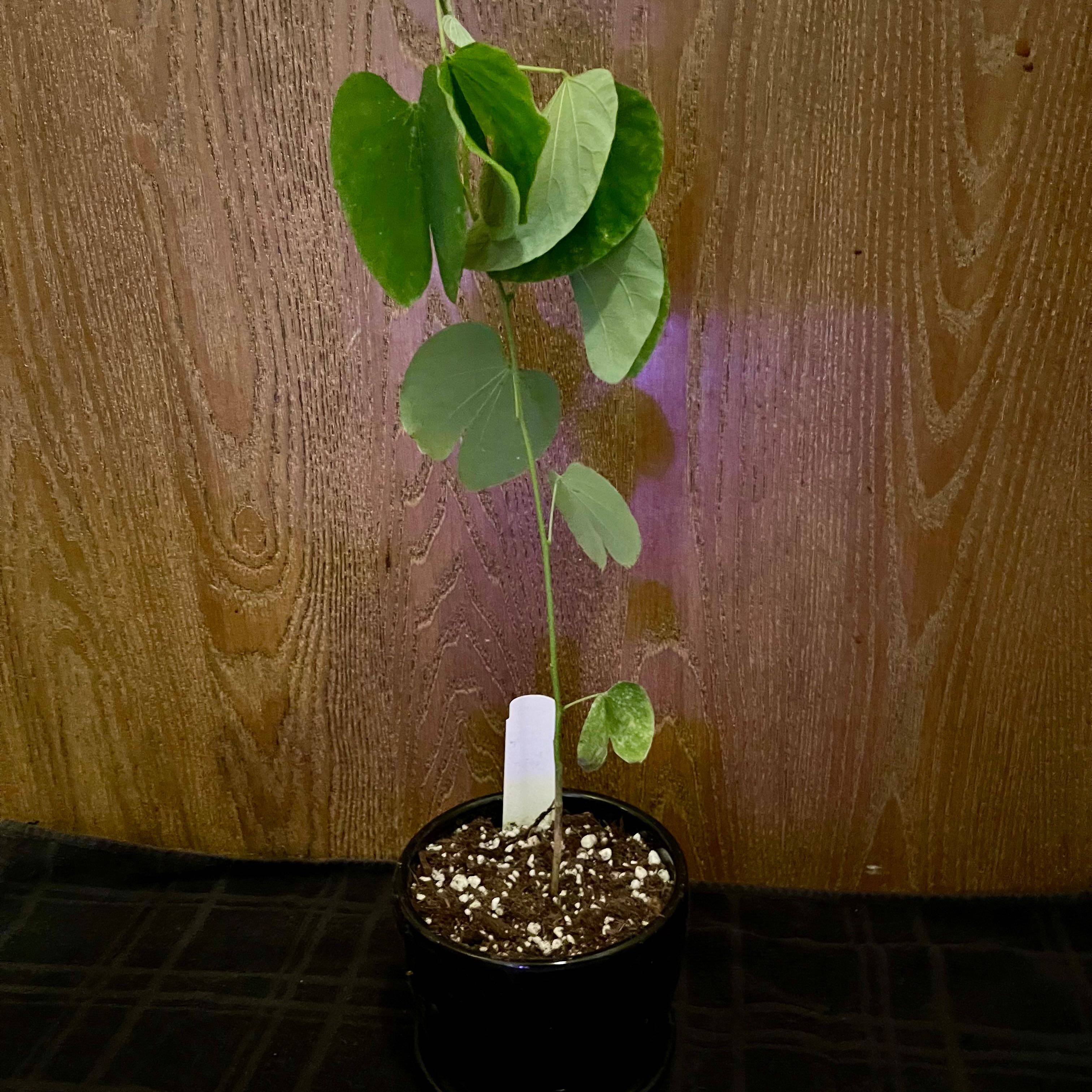 Photo of the plant species Napoleon's Plume by @riverzend named stökkur on Greg, the plant care app
