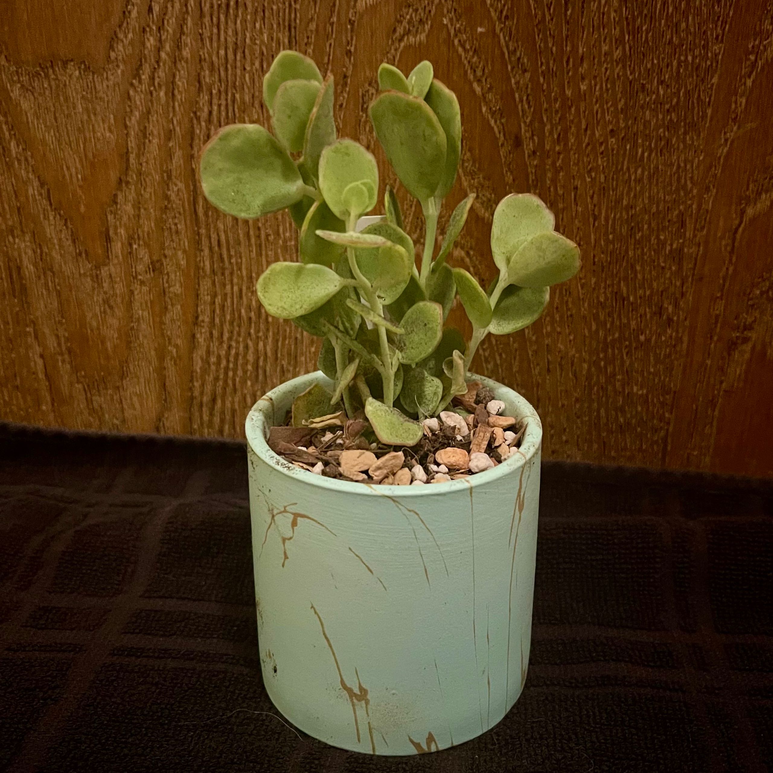 Potted Marnier's Kalanchoe with thick green leaves in a light blue pot.