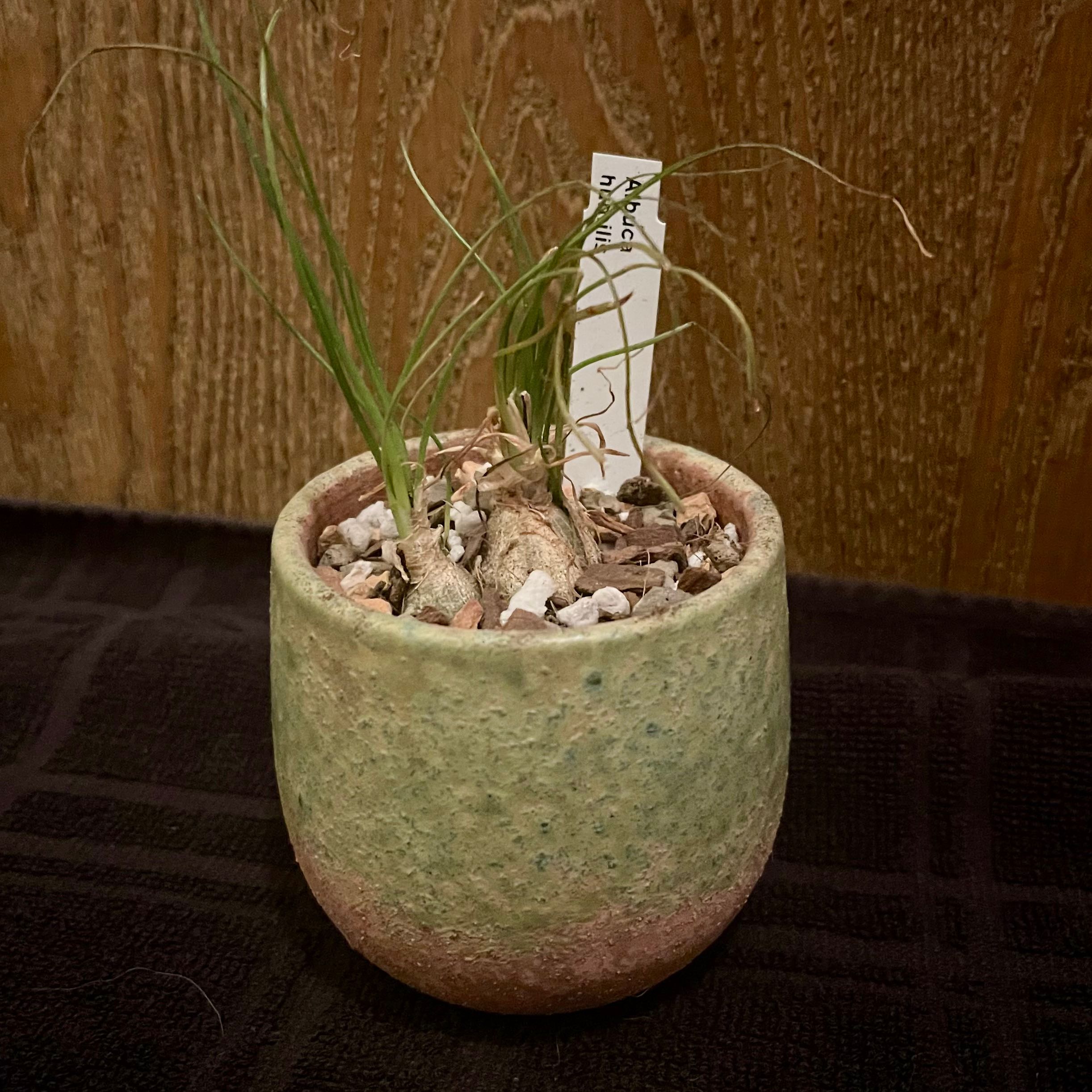 Photo of the plant species albuca by @riverzend named miller on Greg, the plant care app