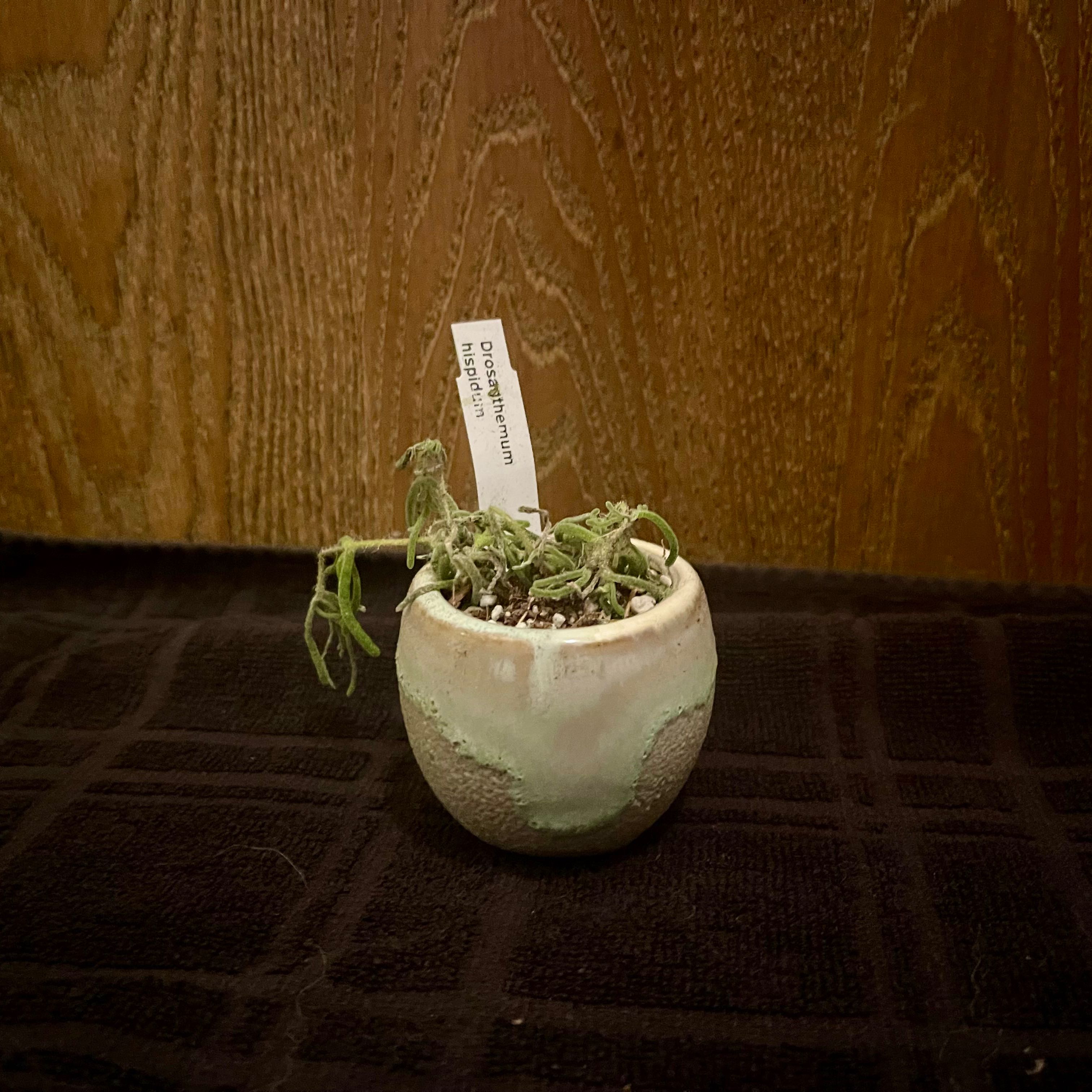 Photo of the plant species Hairy Dewflower by @riverzend named döggblóm on Greg, the plant care app