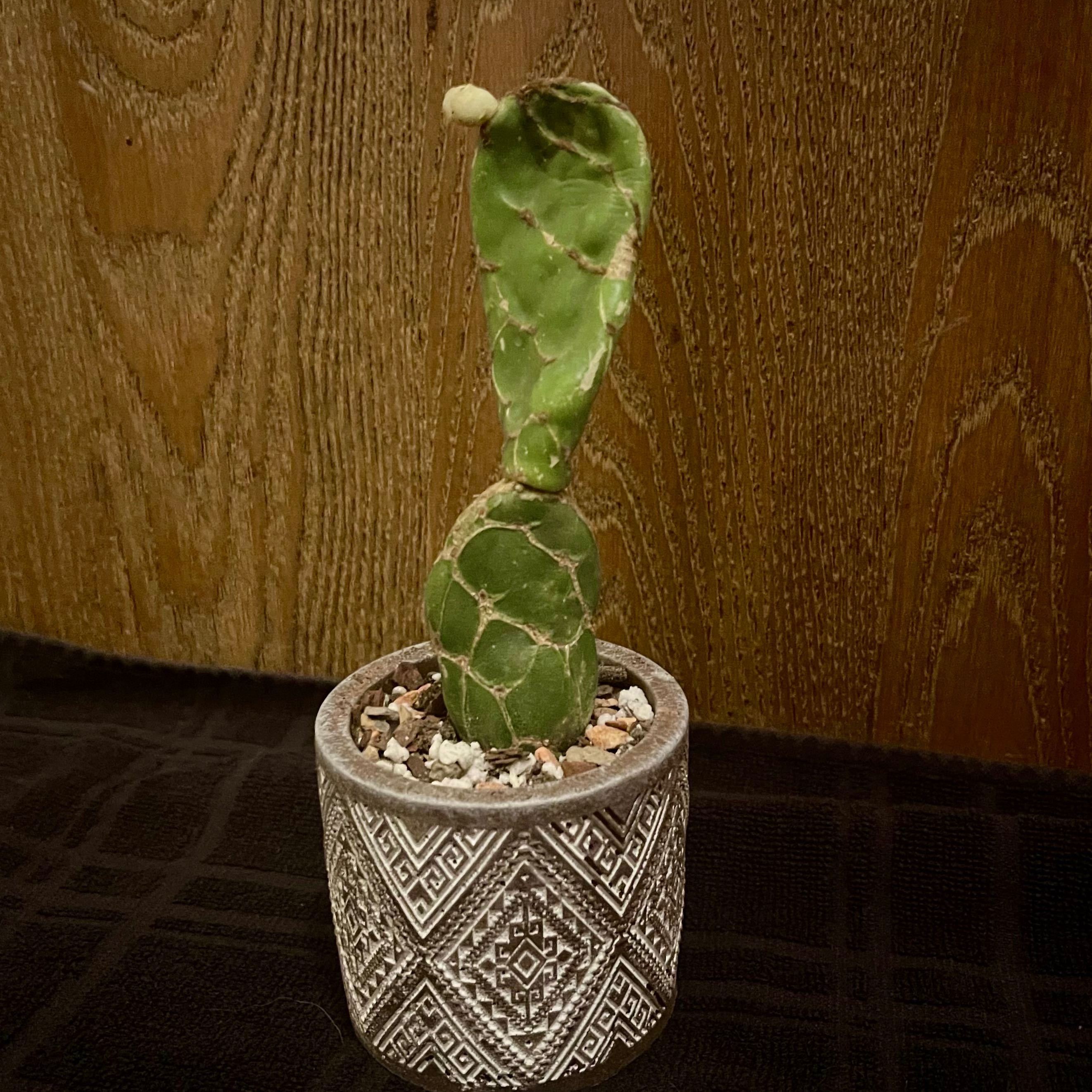 Photo of the plant species Prickly Pear by @riverzend named túnfiskur on Greg, the plant care app