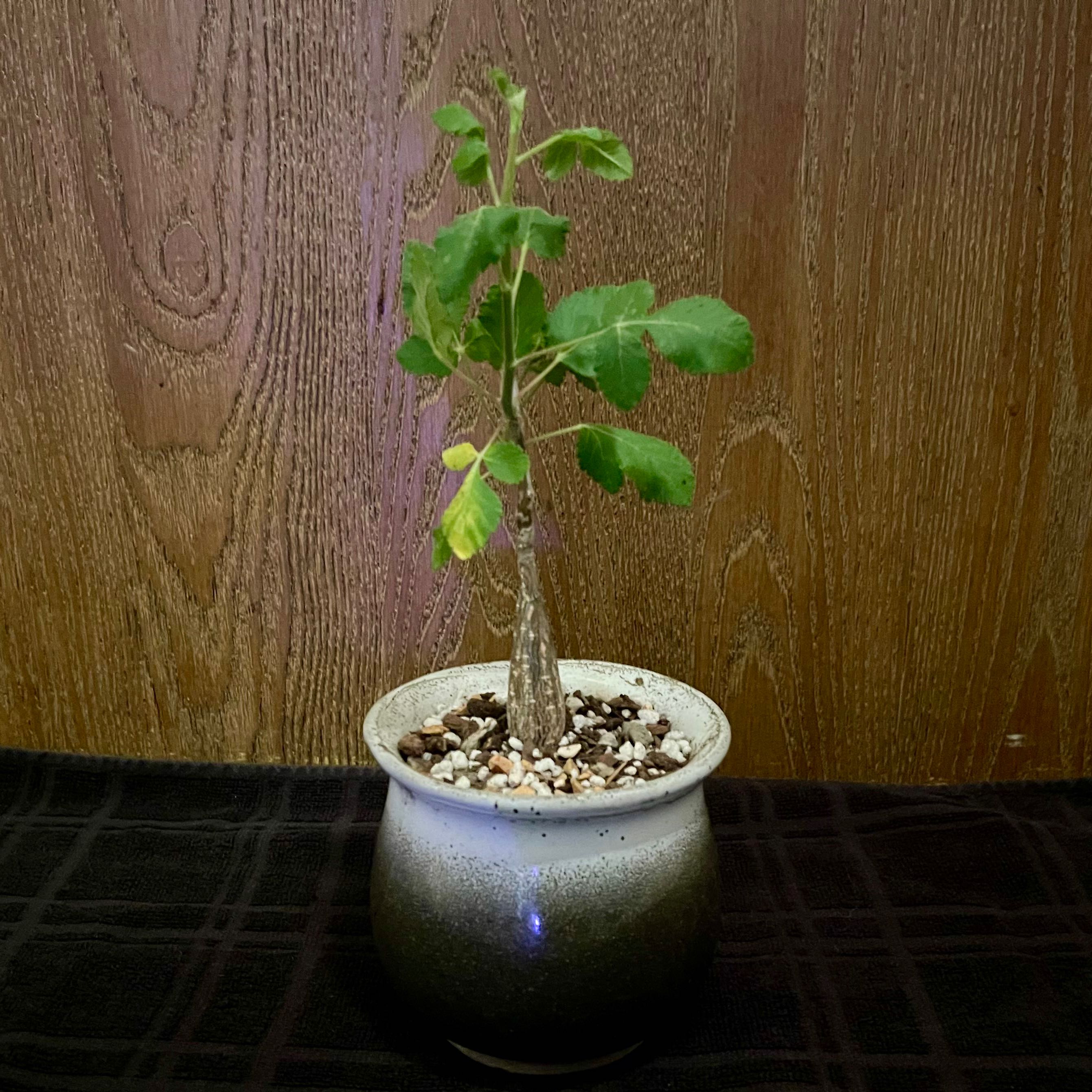 Photo of the plant species Bursera Hindsiana by @riverzend named kyndilviður on Greg, the plant care app