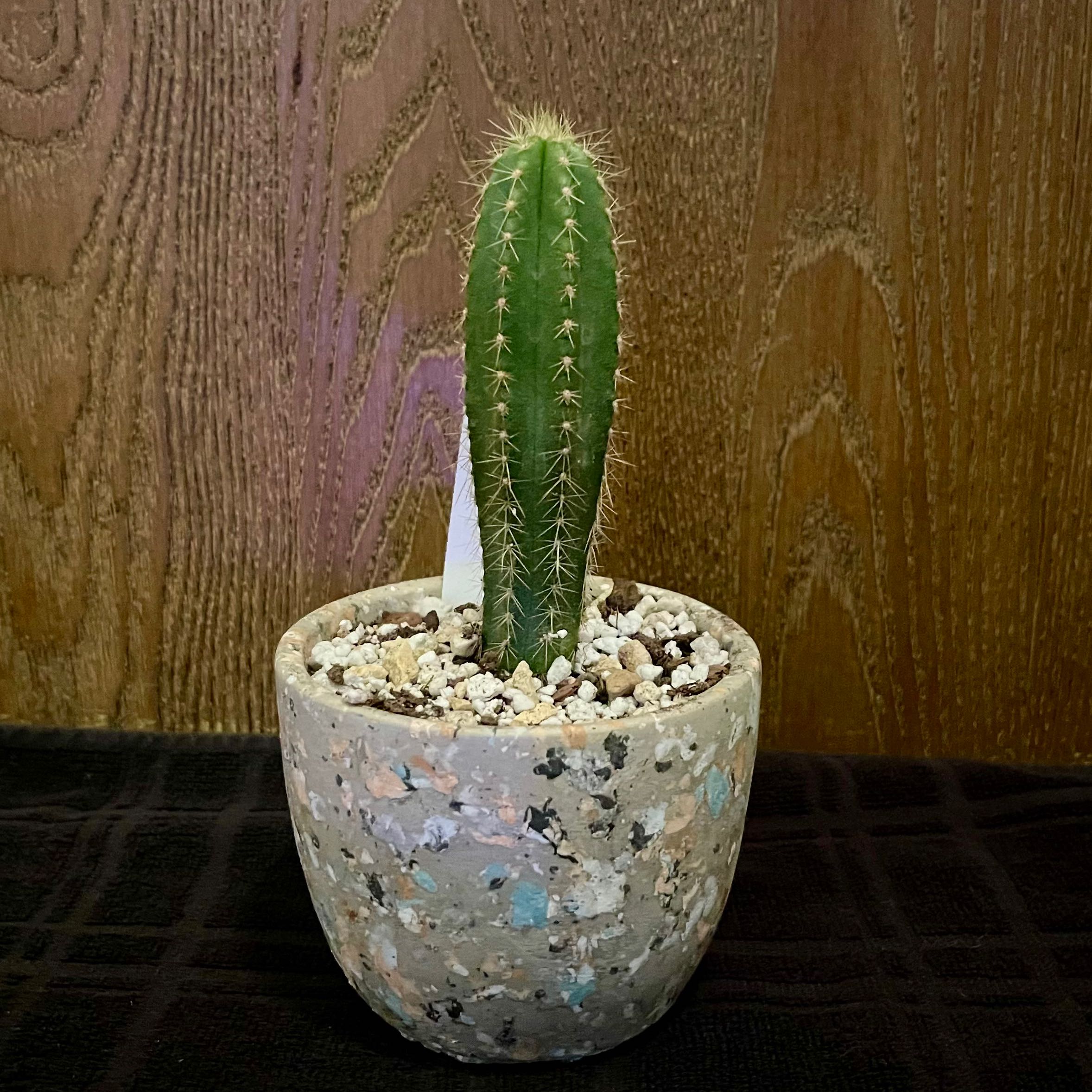 Photo of the plant species Isolatocereus dumortieri by @riverzend named kerti on Greg, the plant care app