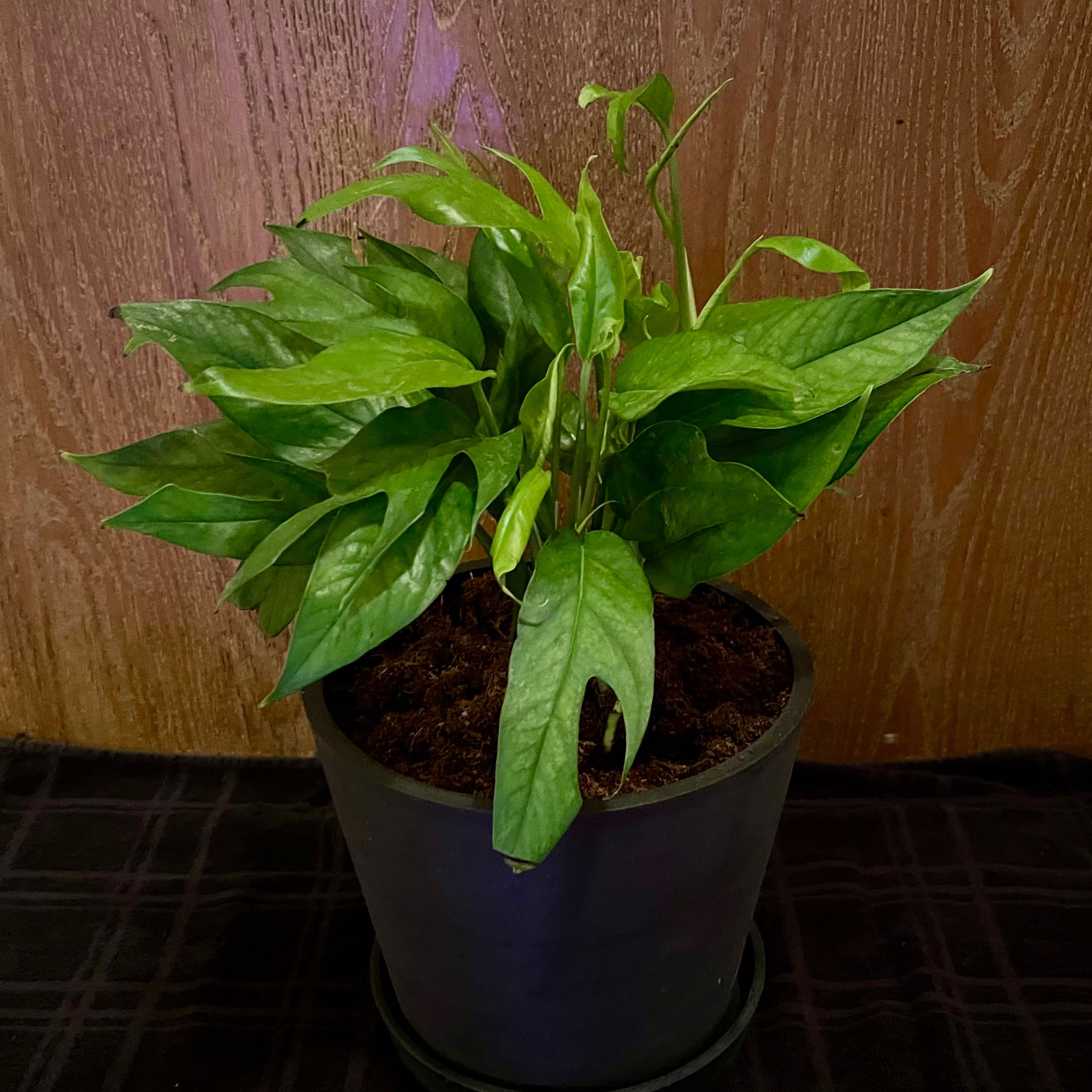 Potted Baltic Blue Pothos plant with healthy green leaves and visible soil.